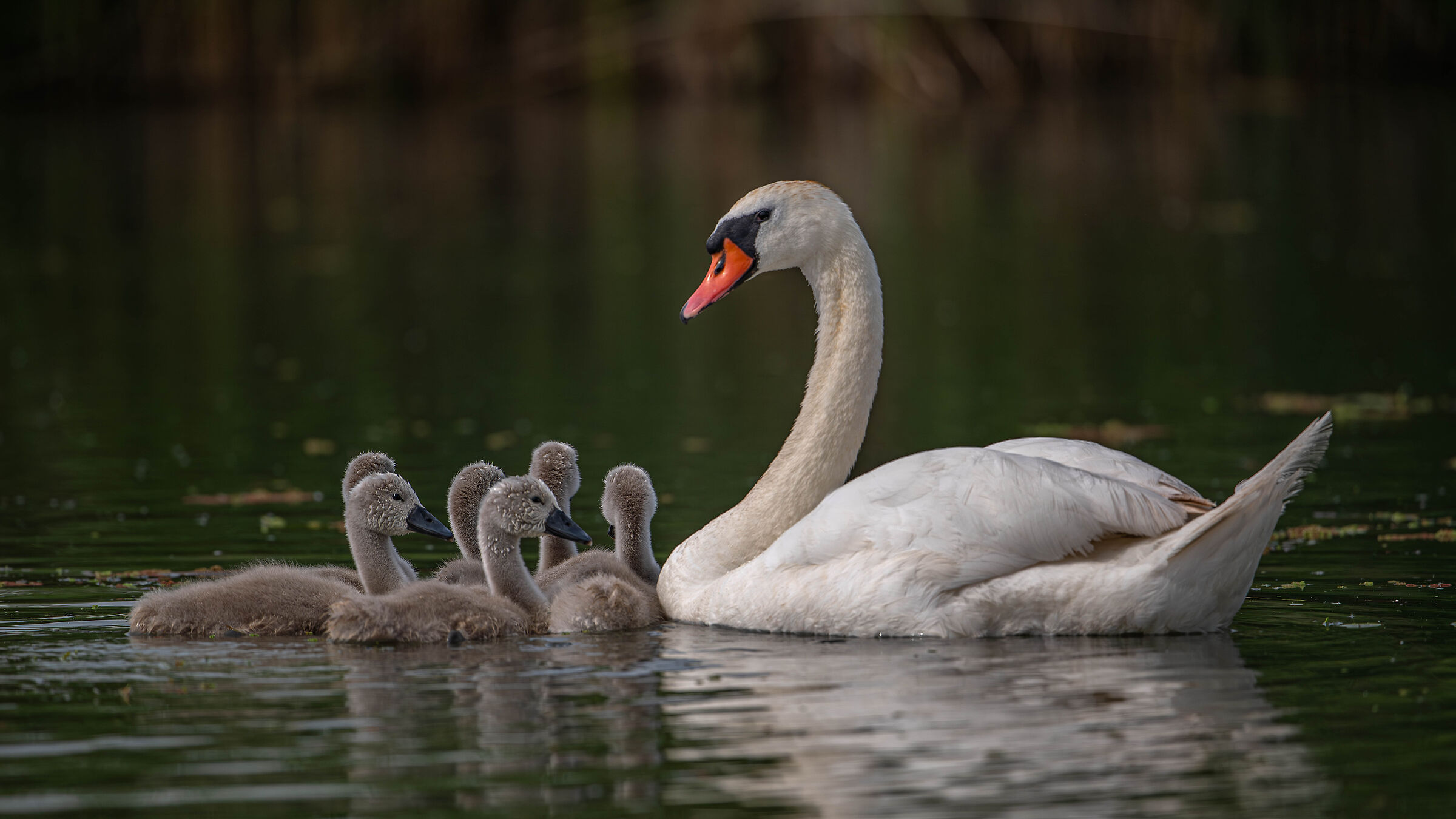 Swans
