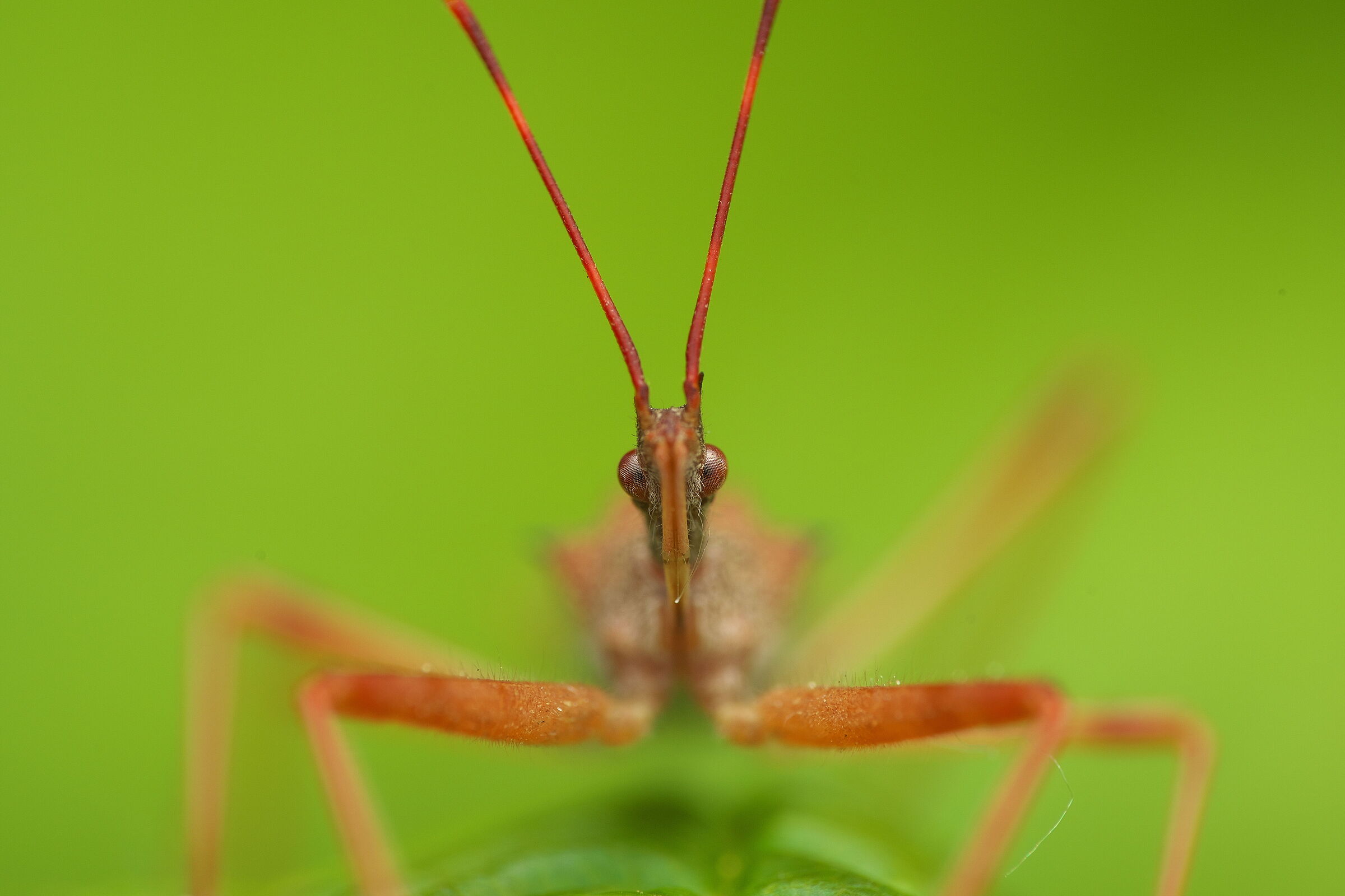 Face to face