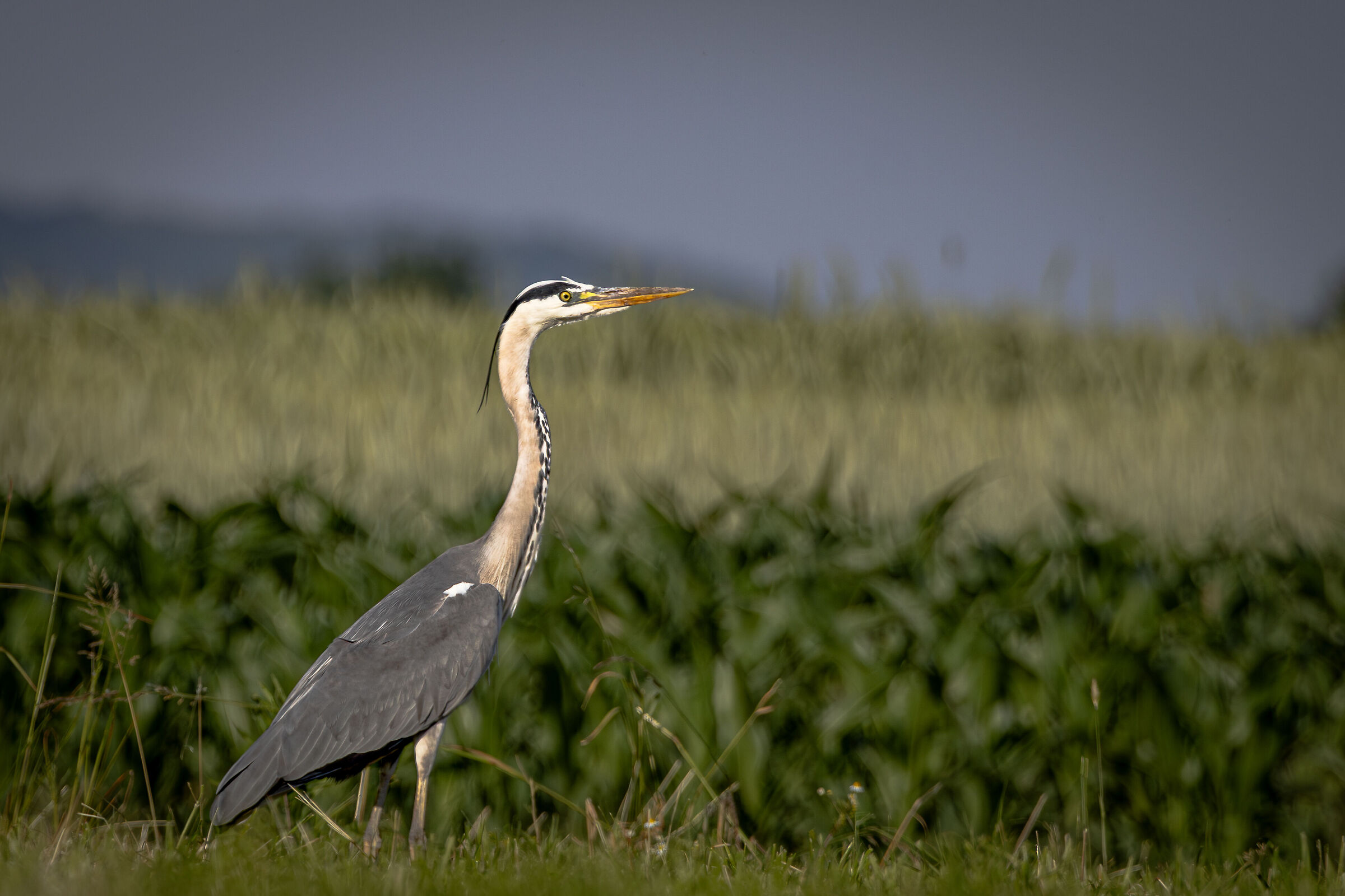 Grey Heron (Ardea Cinerea)