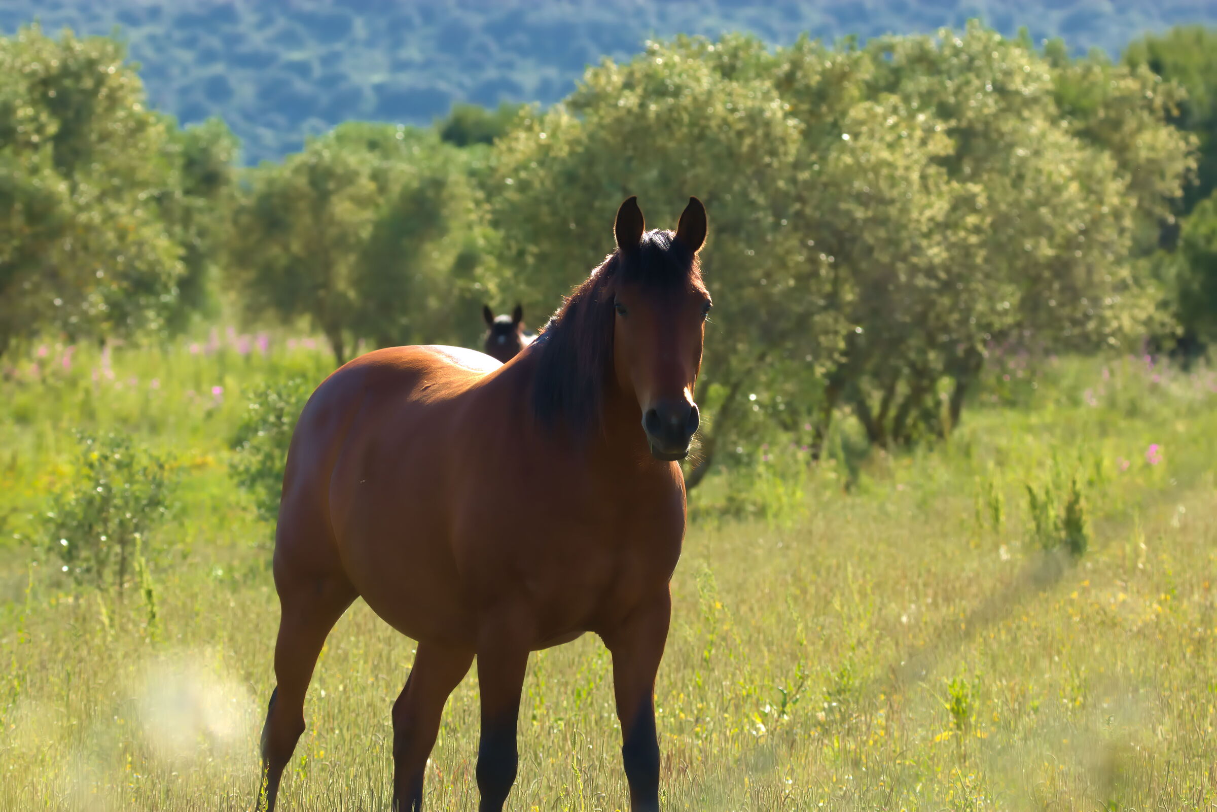 Horse