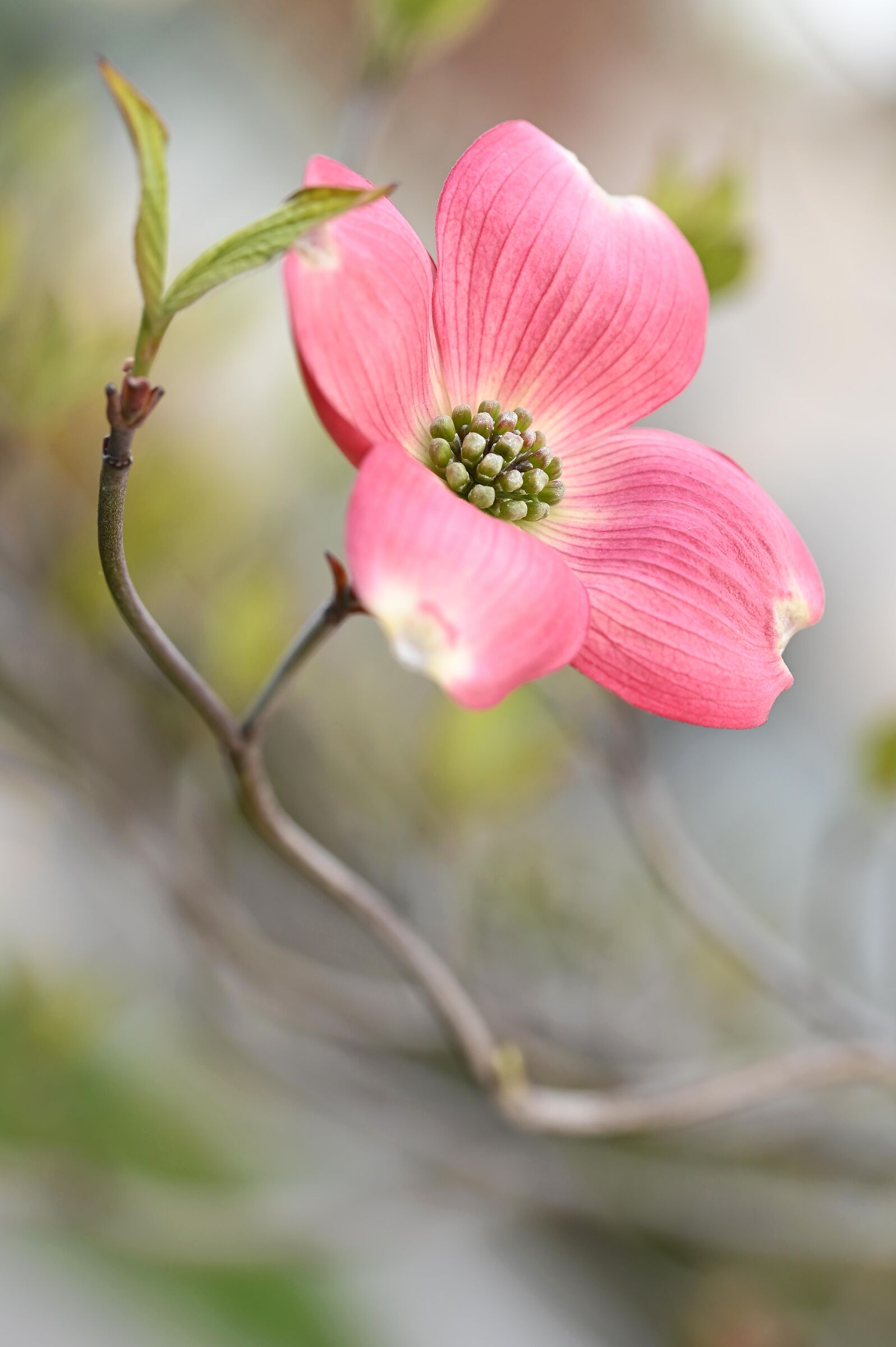 Cornus Florida