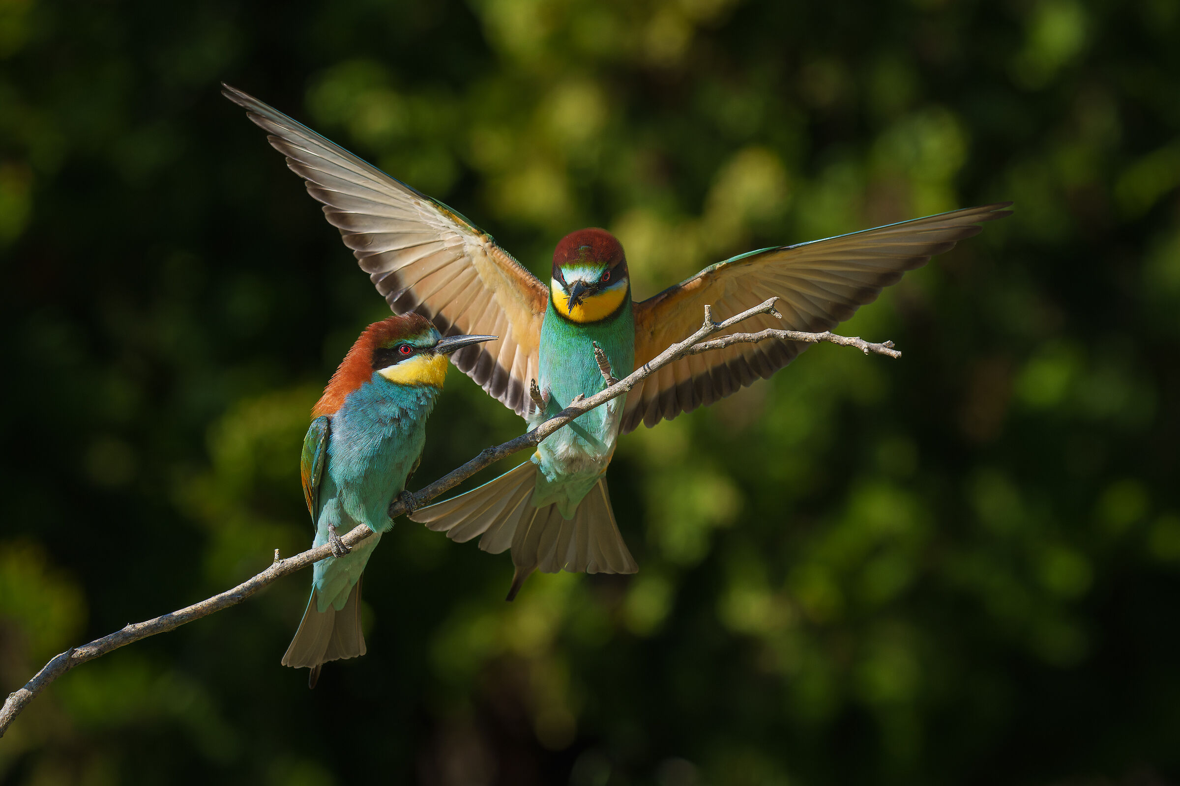 bee-eaters
