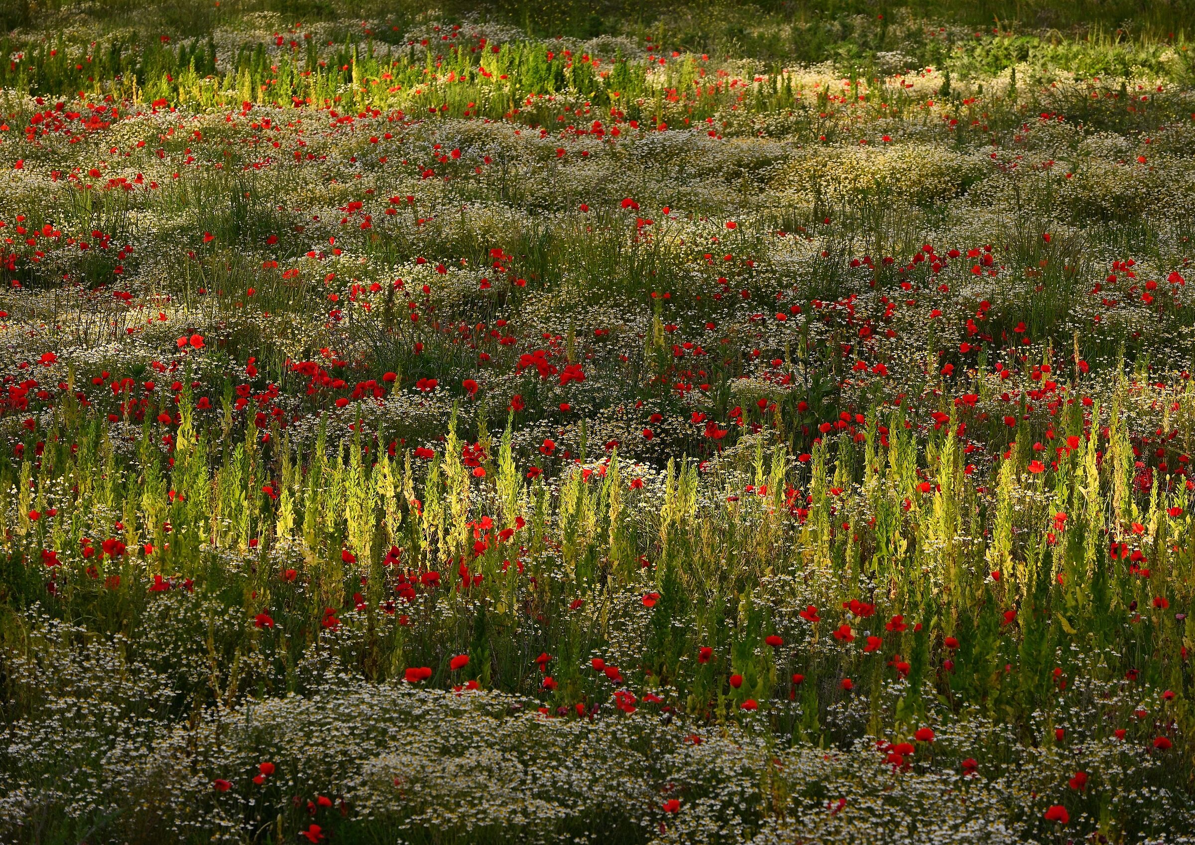 Wildflowers