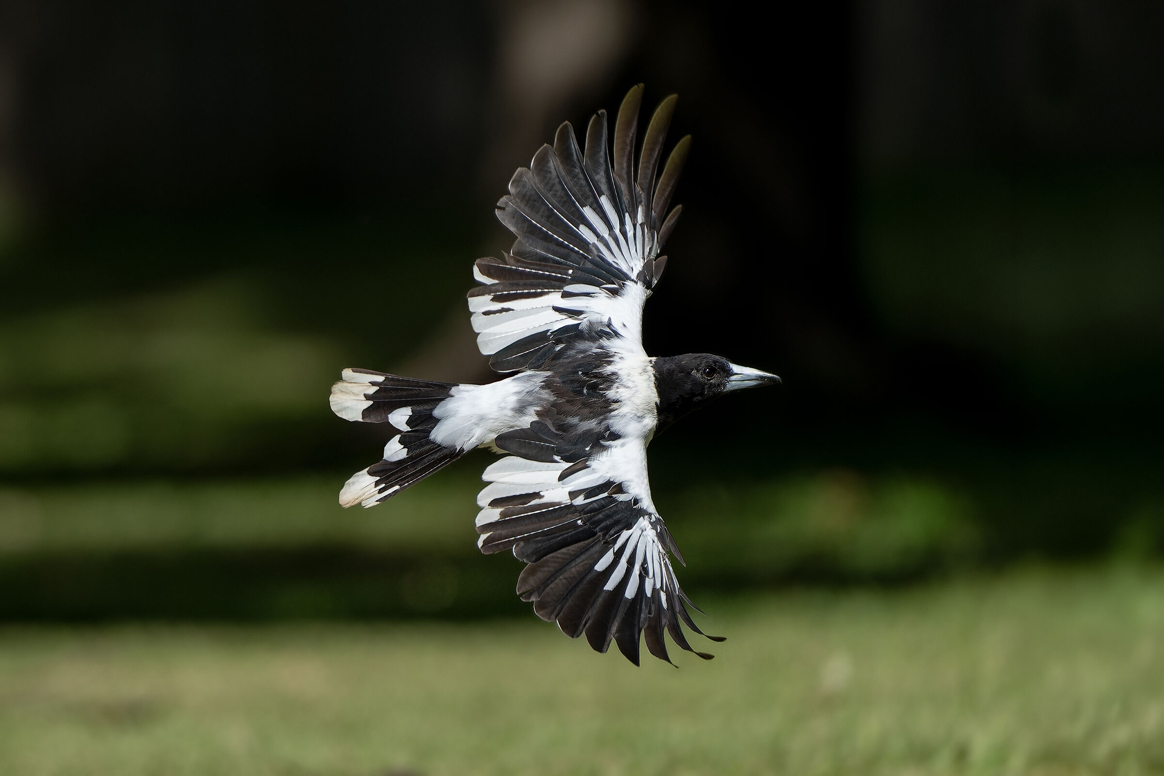Black-backed butcher bird