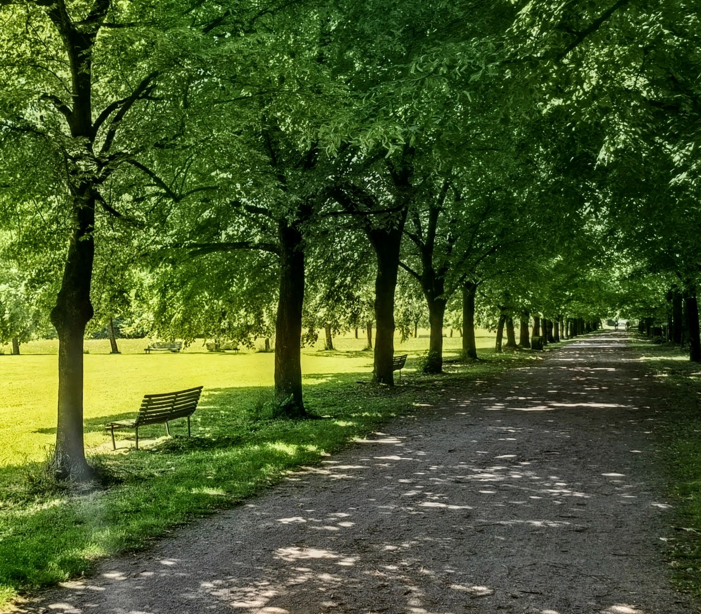 Viale nel verde