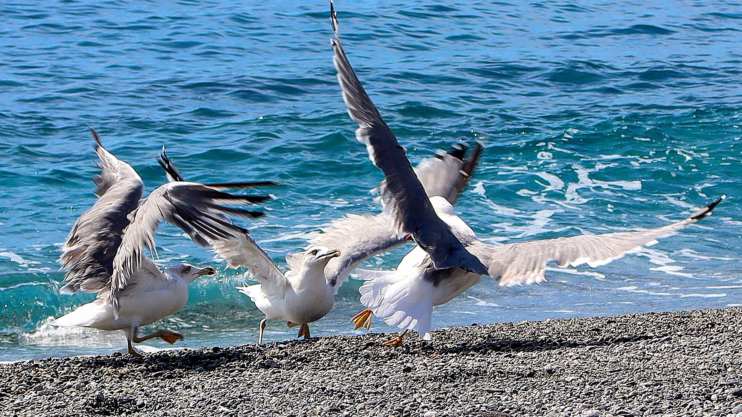 Infighting