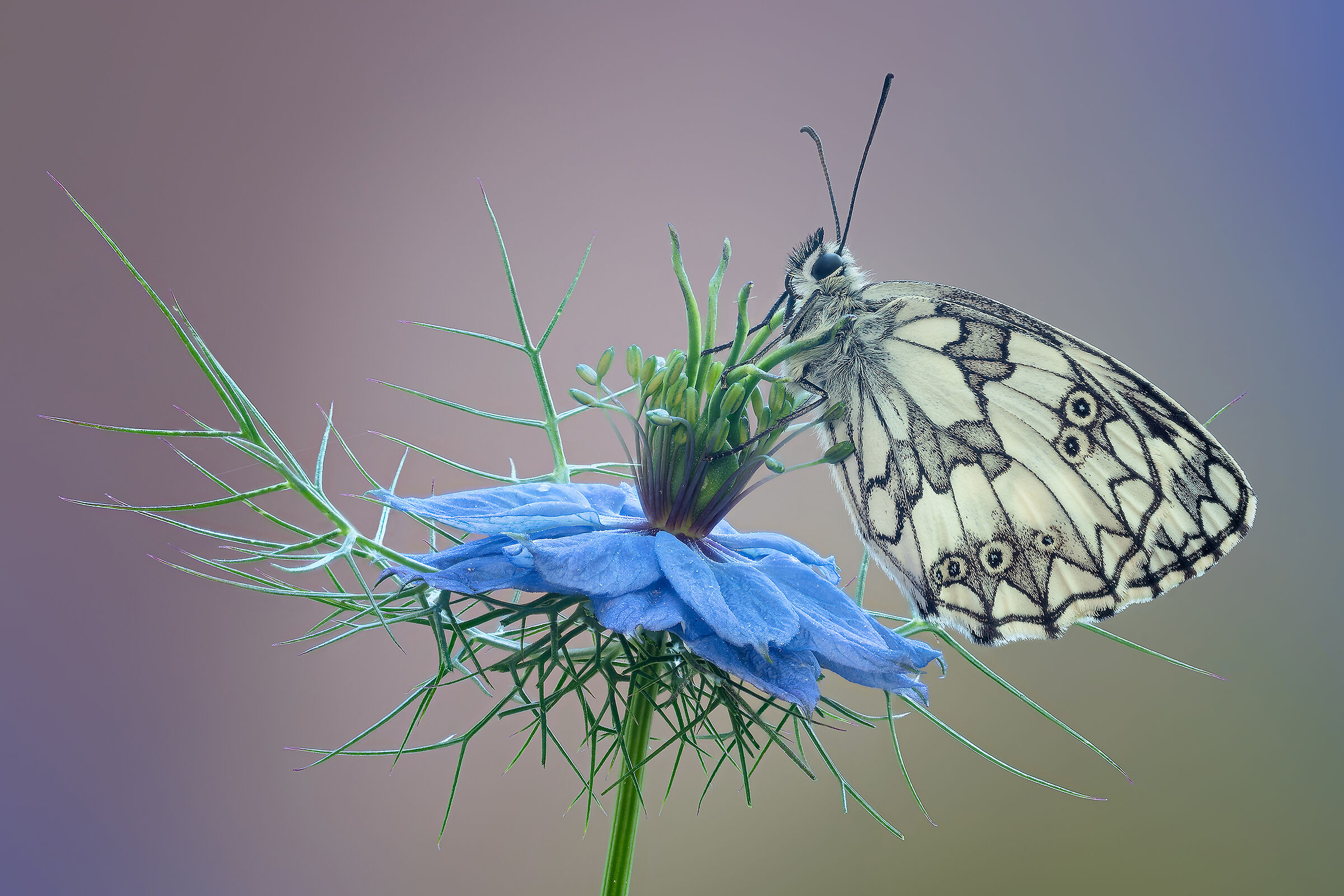 Melanargia galathea