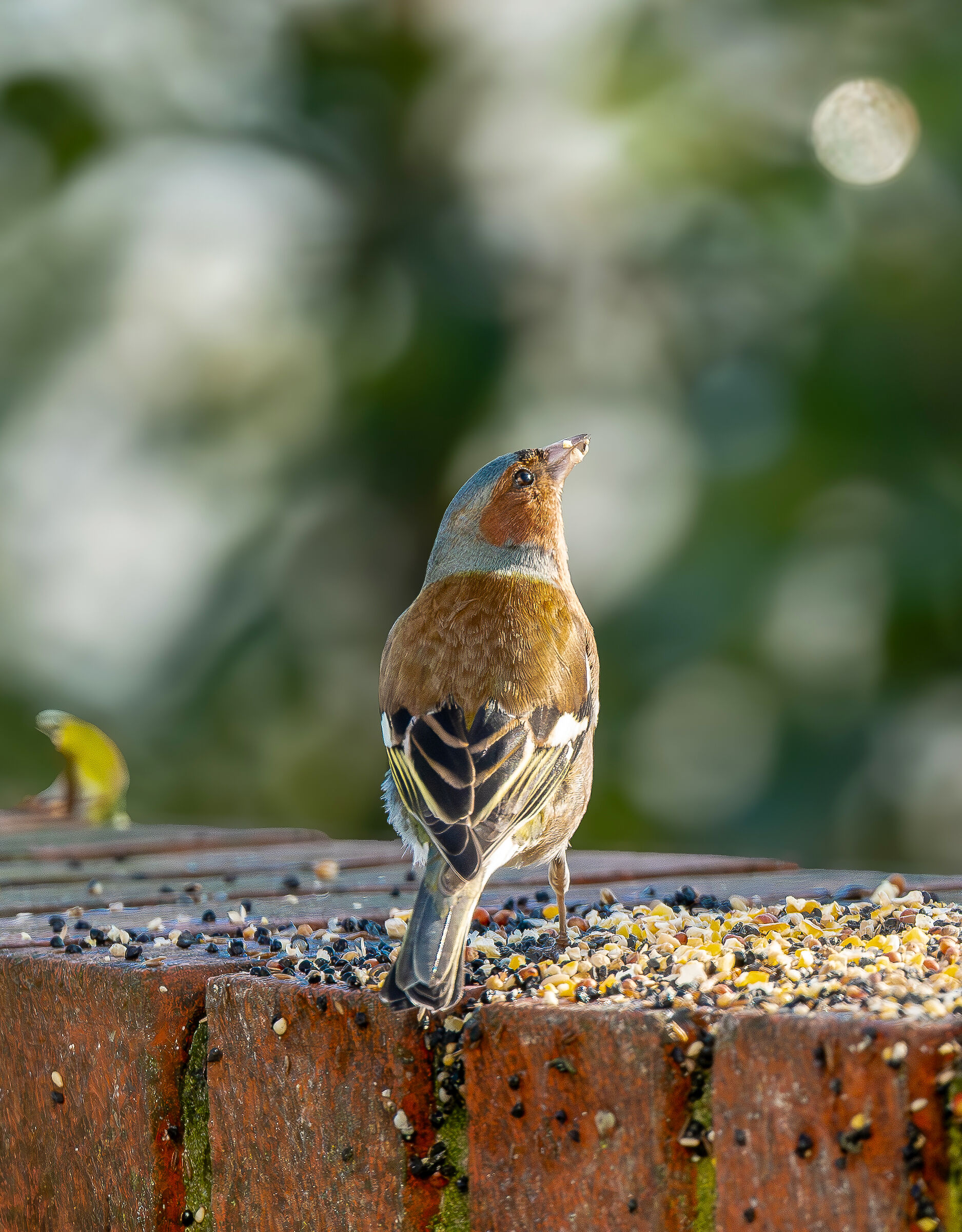 Finch