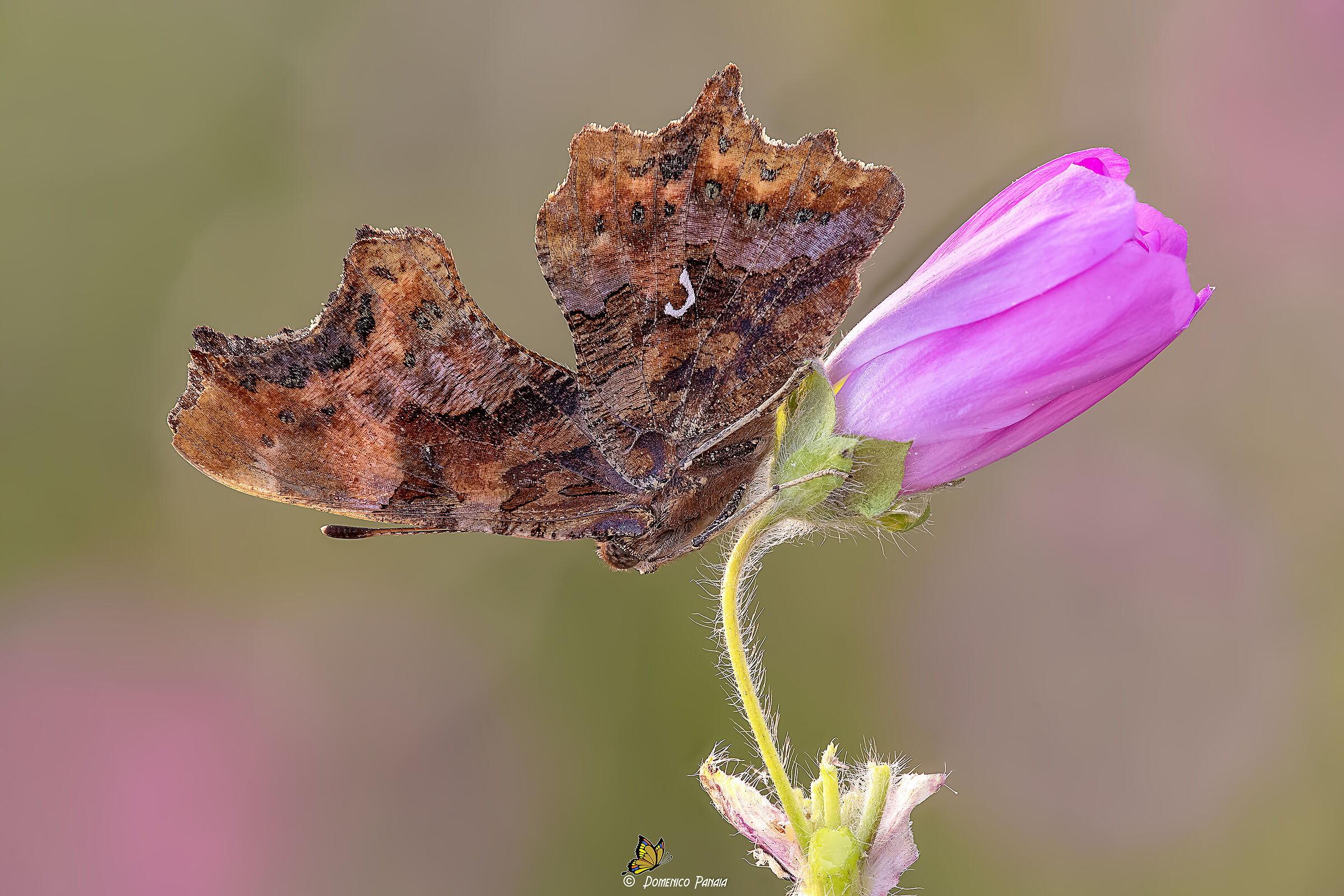 polygonia c-album