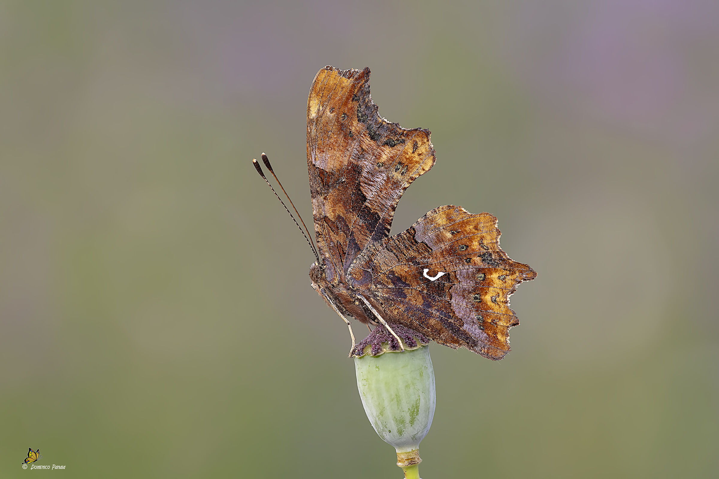 polygonia c-album