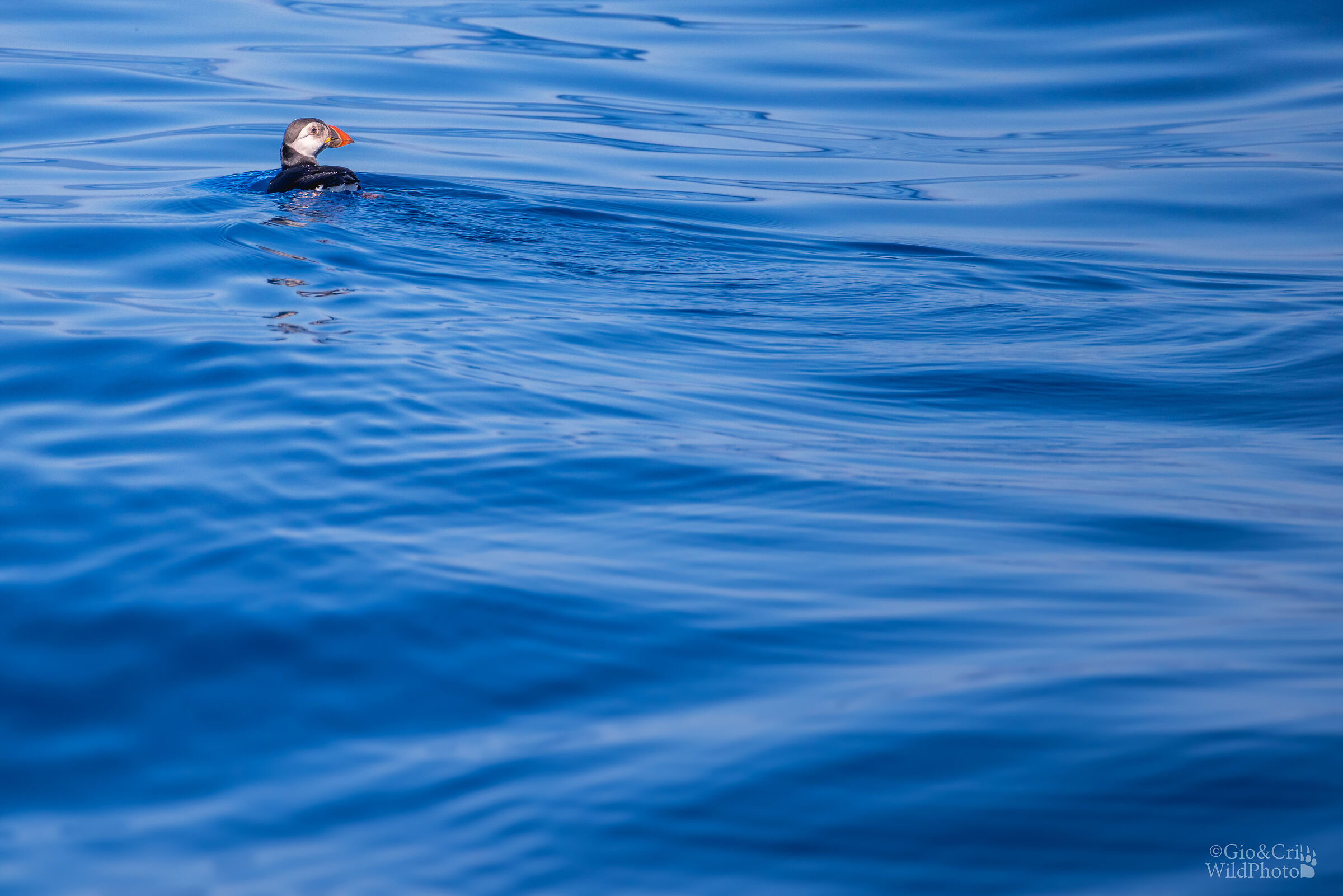 A Ligurian puffin