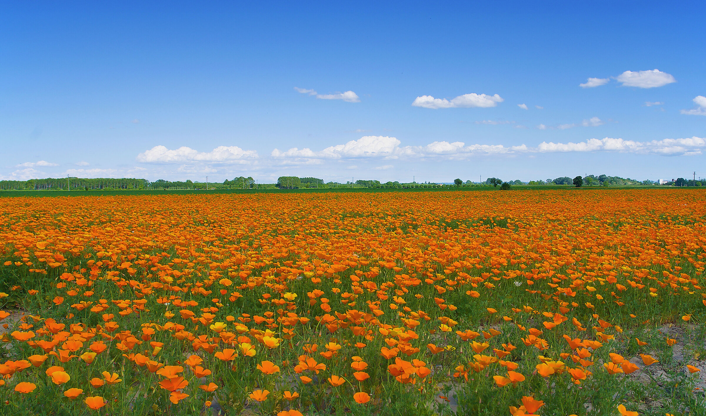 Papaveri della California