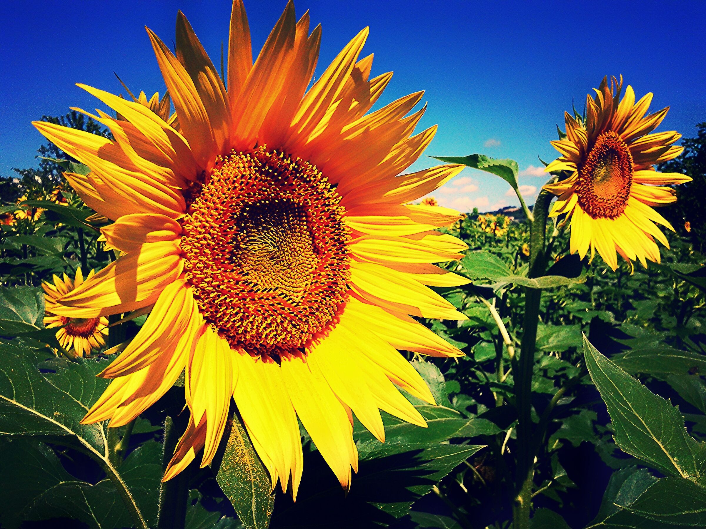 Giallo sole
