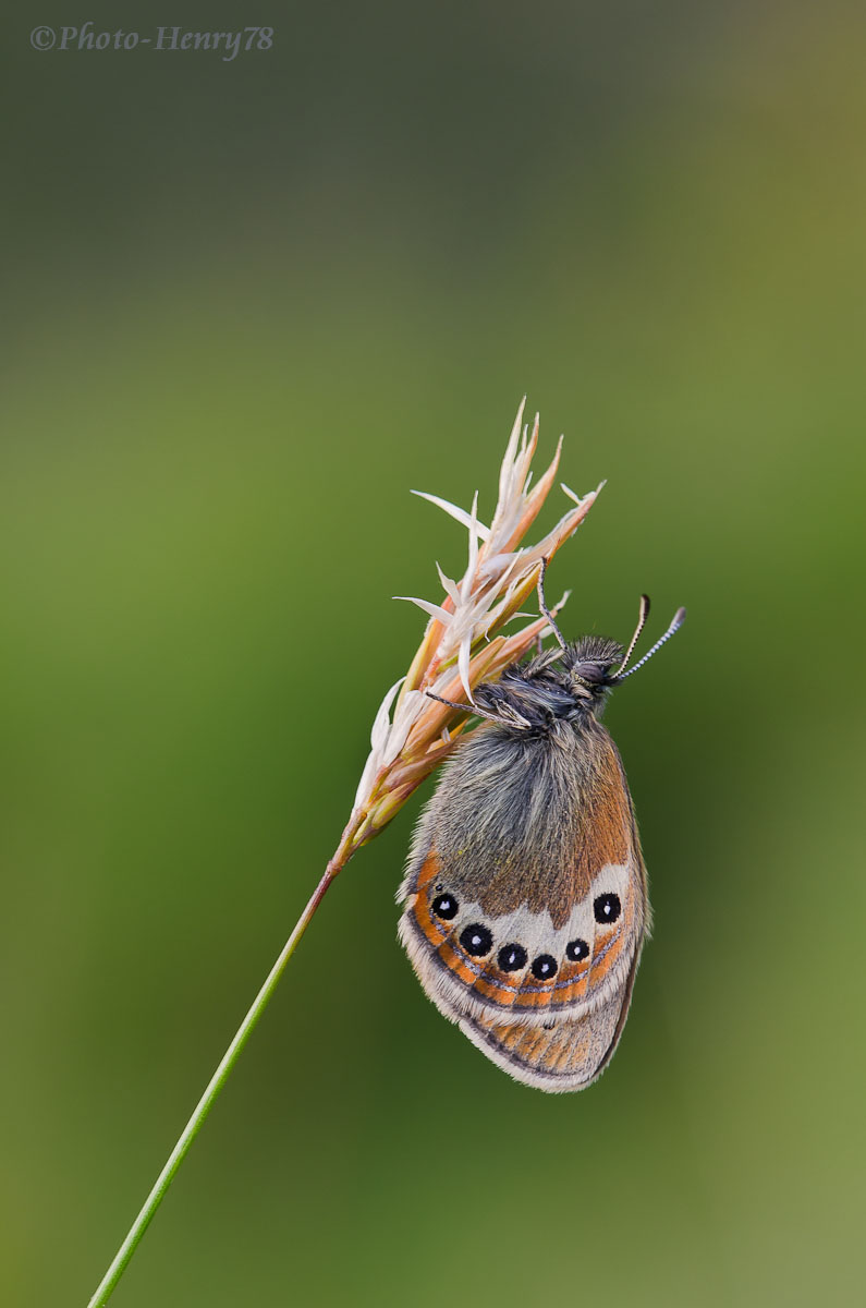 Coenonympha gardetta