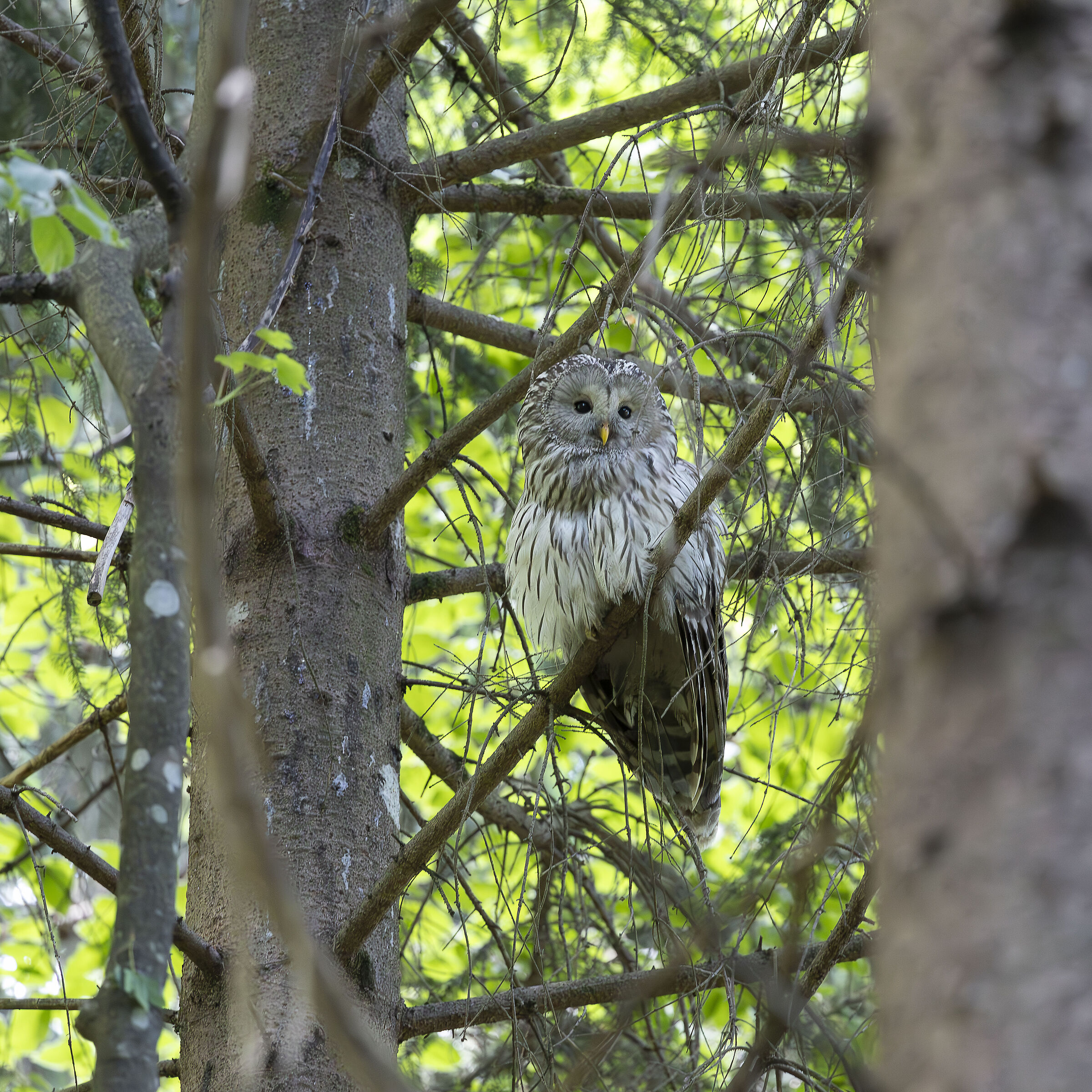 Ural Owl