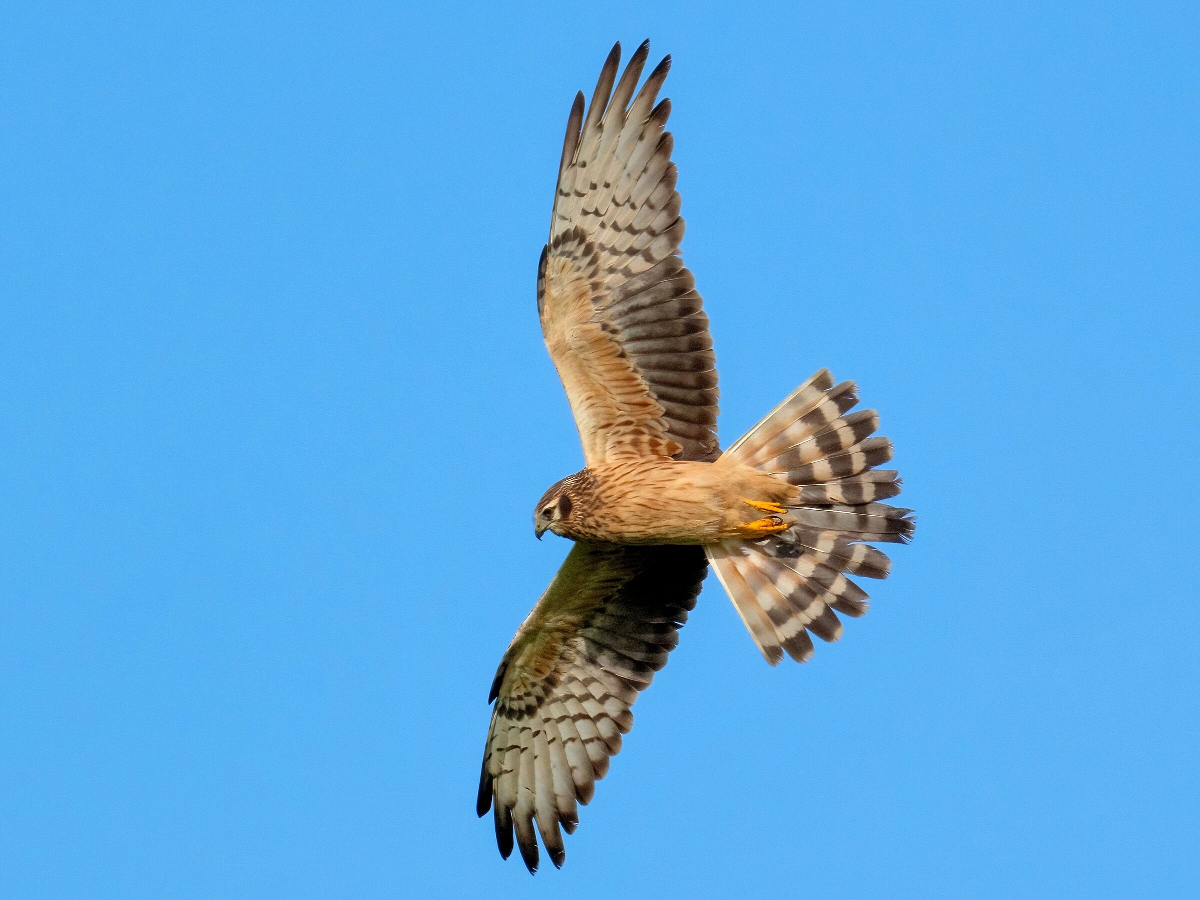 Montagu's Harrier (Circus pygargus) - female