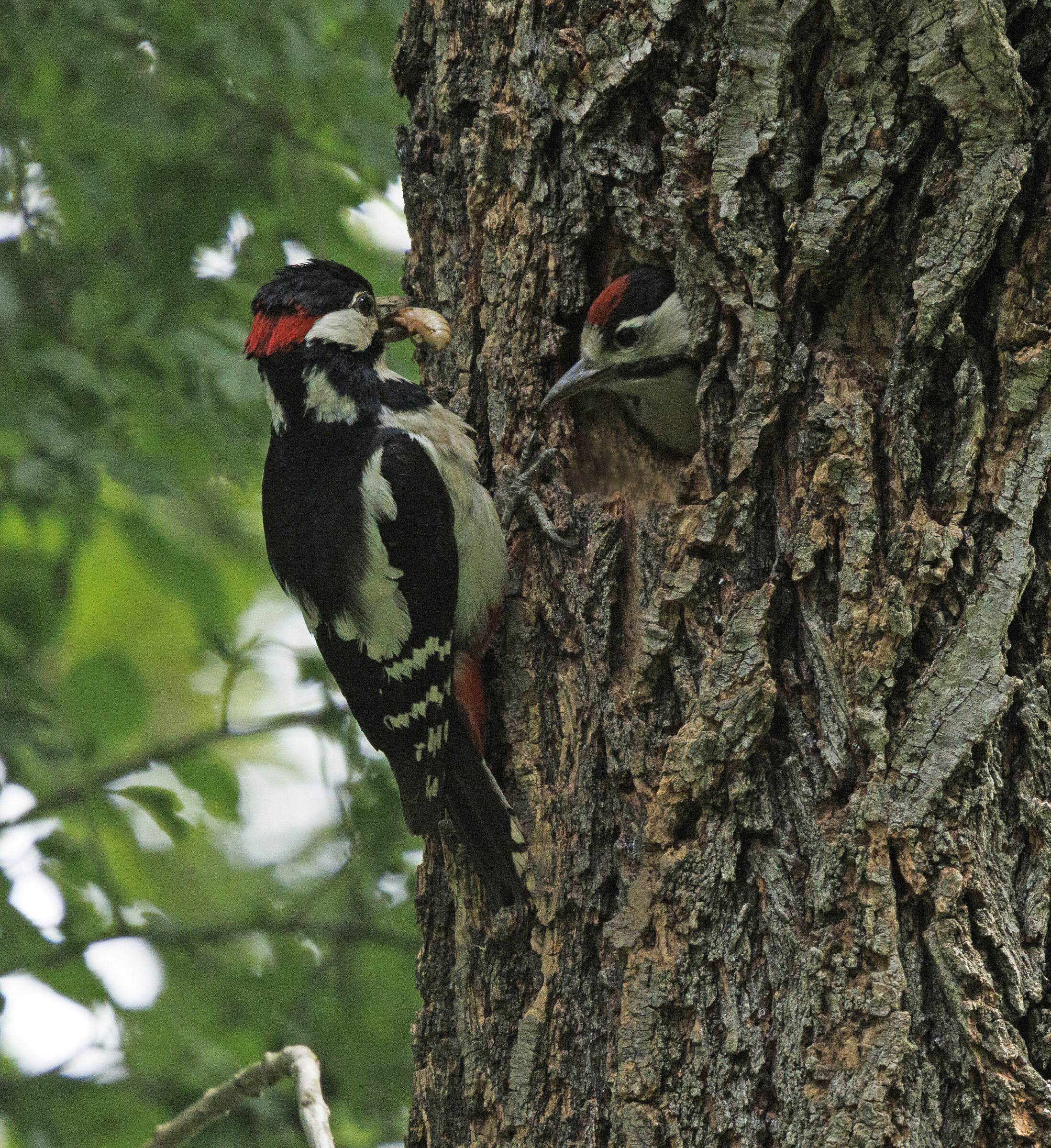 Great spotted woodpecker with small