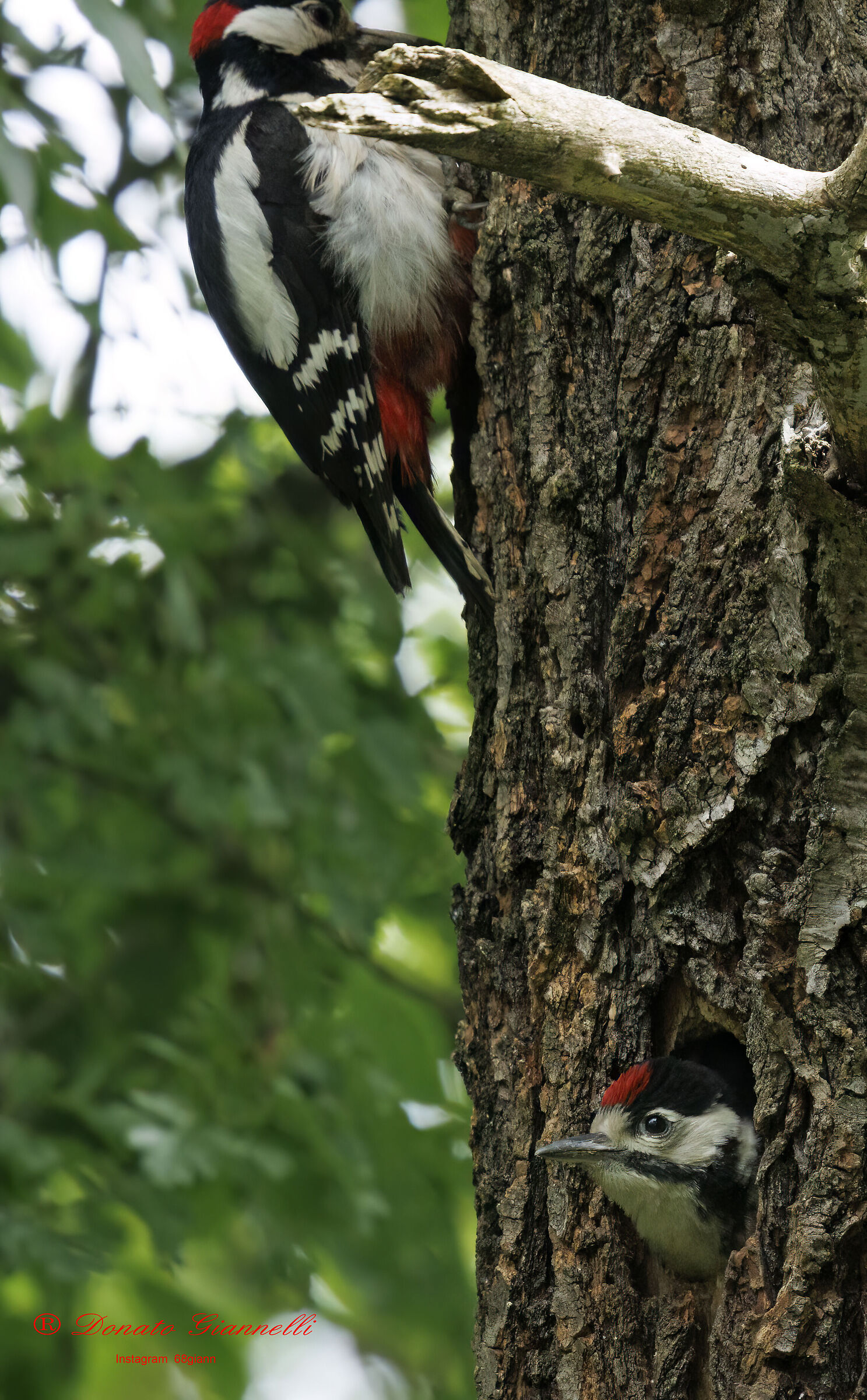 Great spotted woodpecker with small