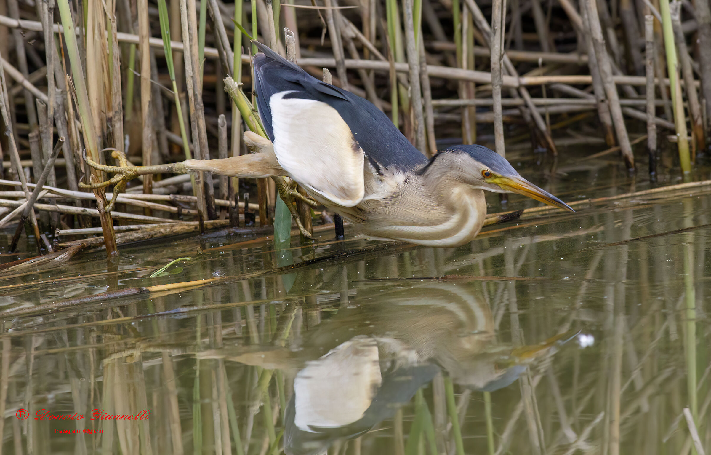 Little Bittern