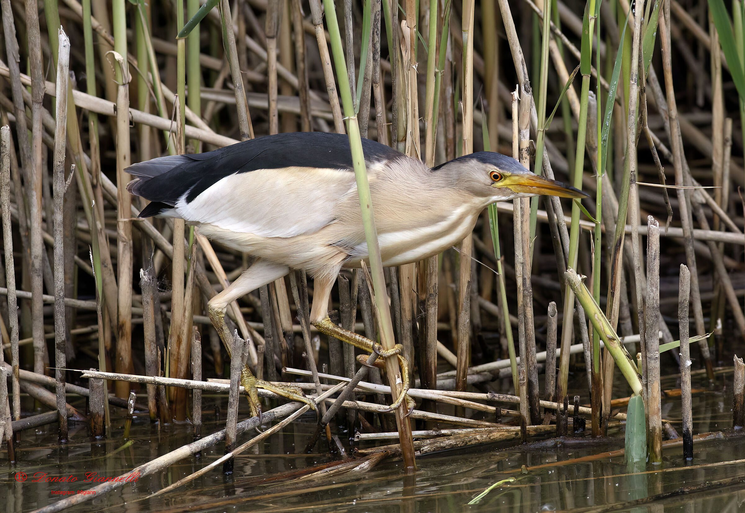 Little Bittern