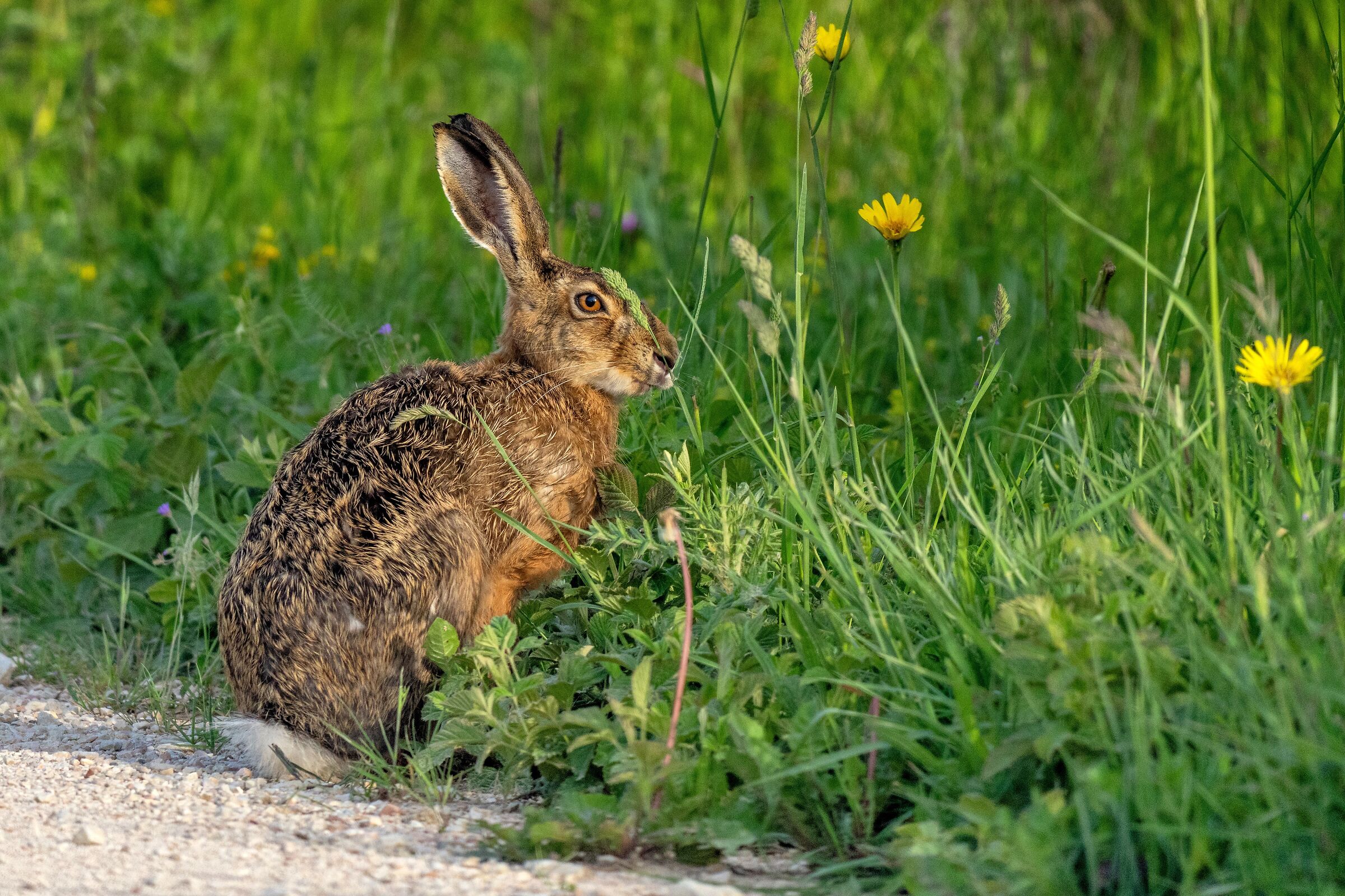Common hare (Lepus europaeus)