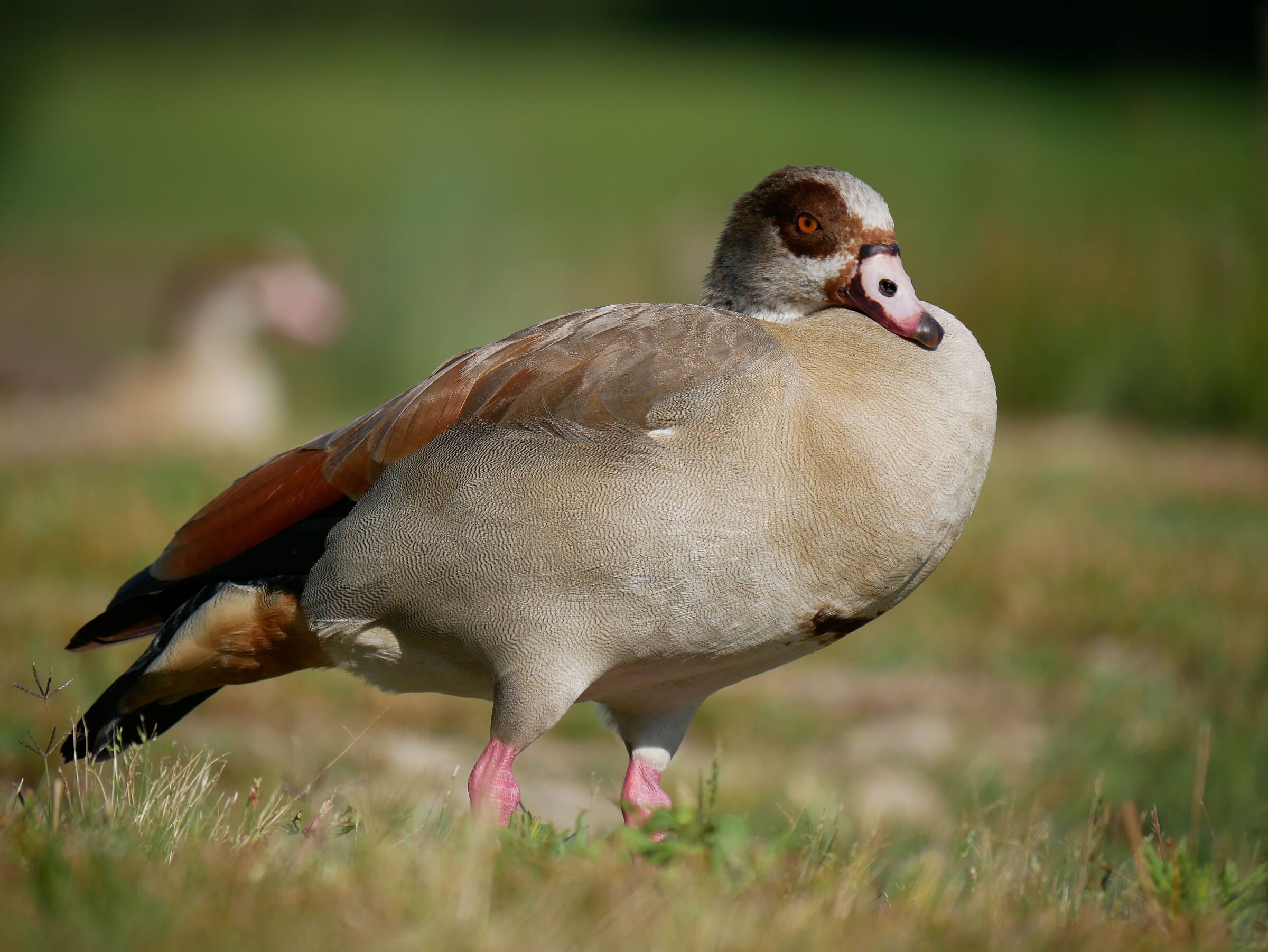 Egyptian goose
