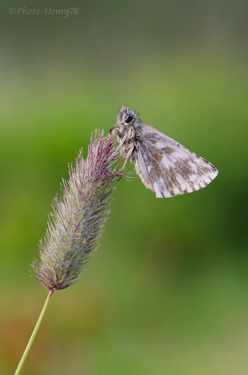 Carcharodus boeticus