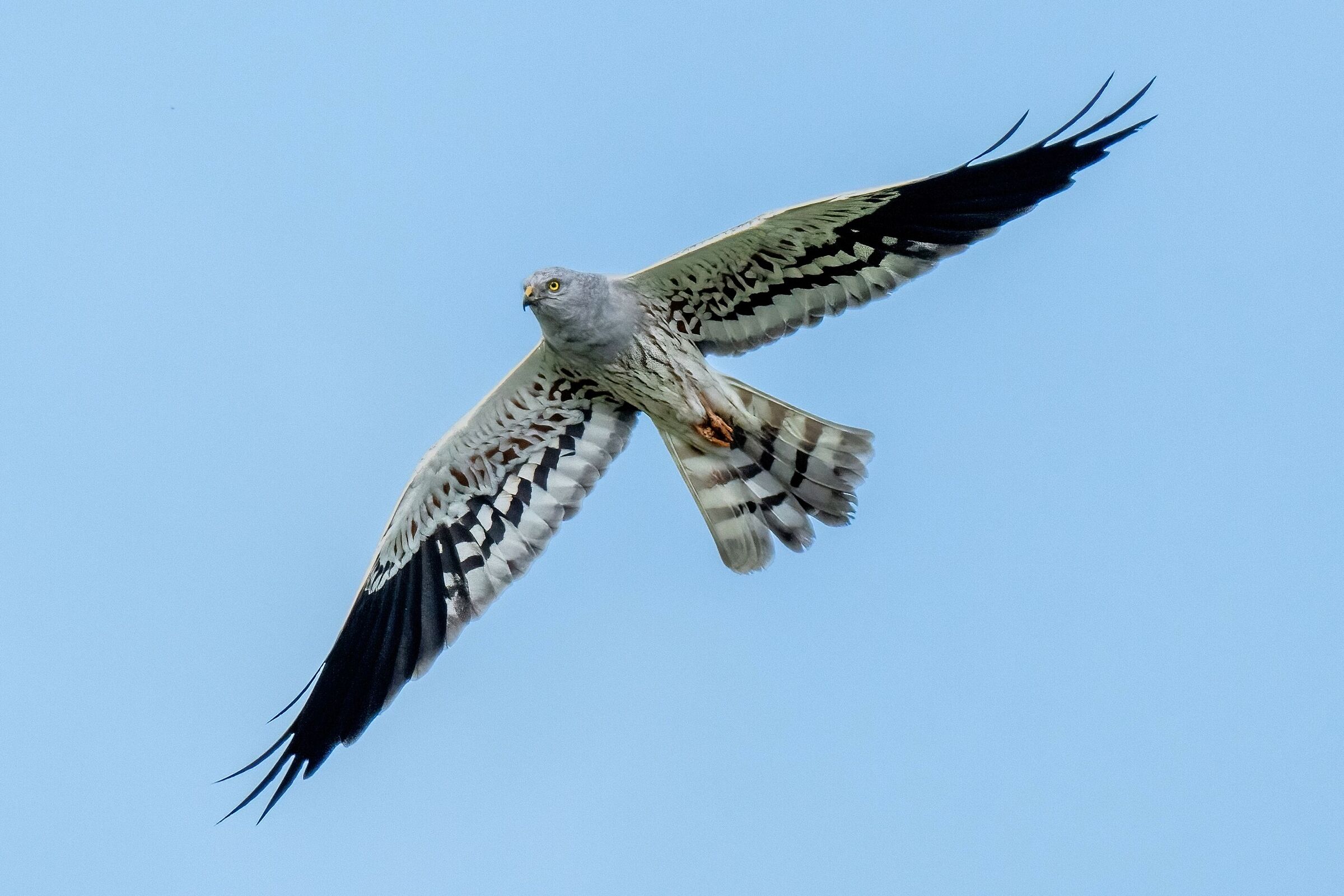 Montagu's Harrier (Circus pygargus) - male