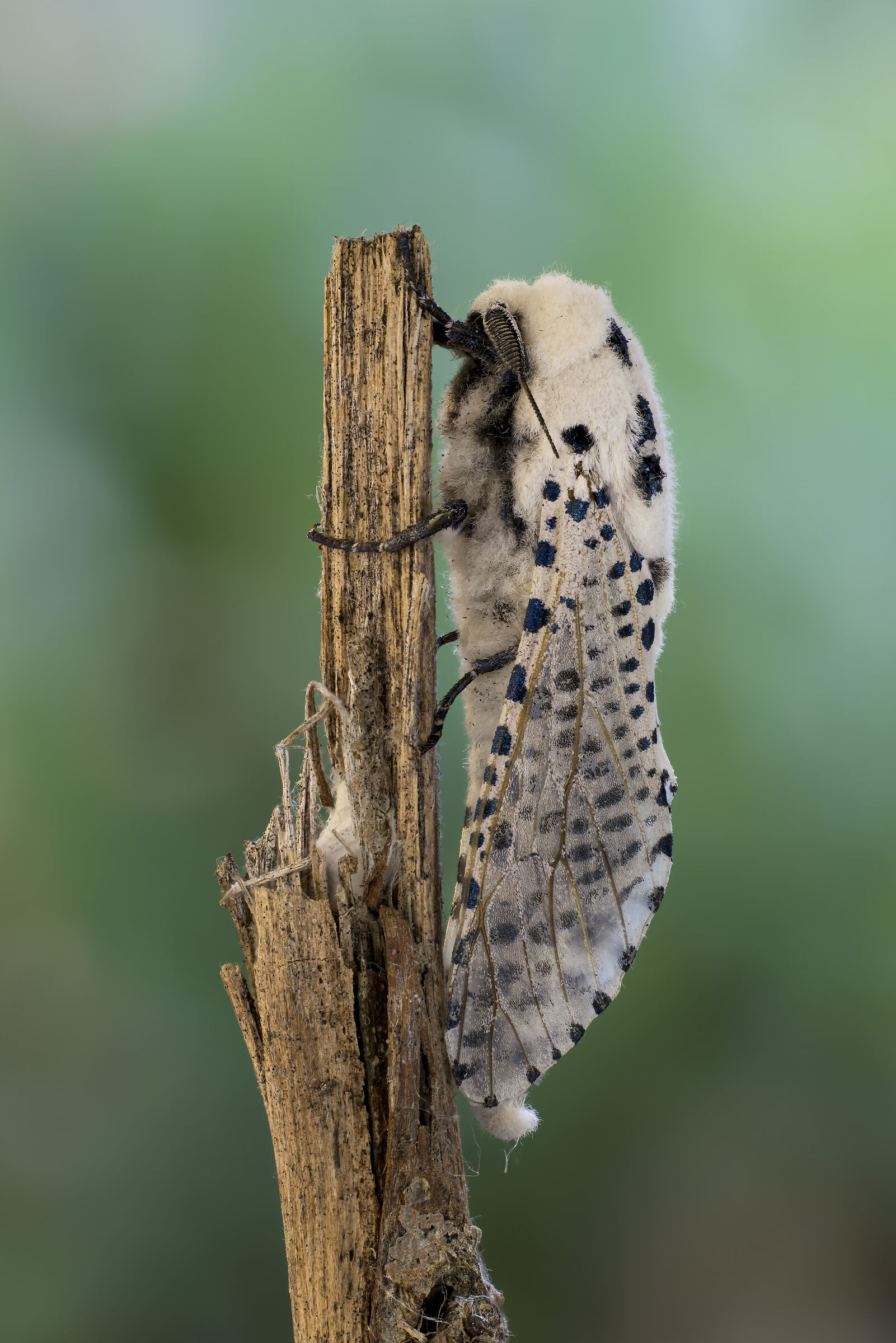 Leopard Moth (Zeuzera pyrina)