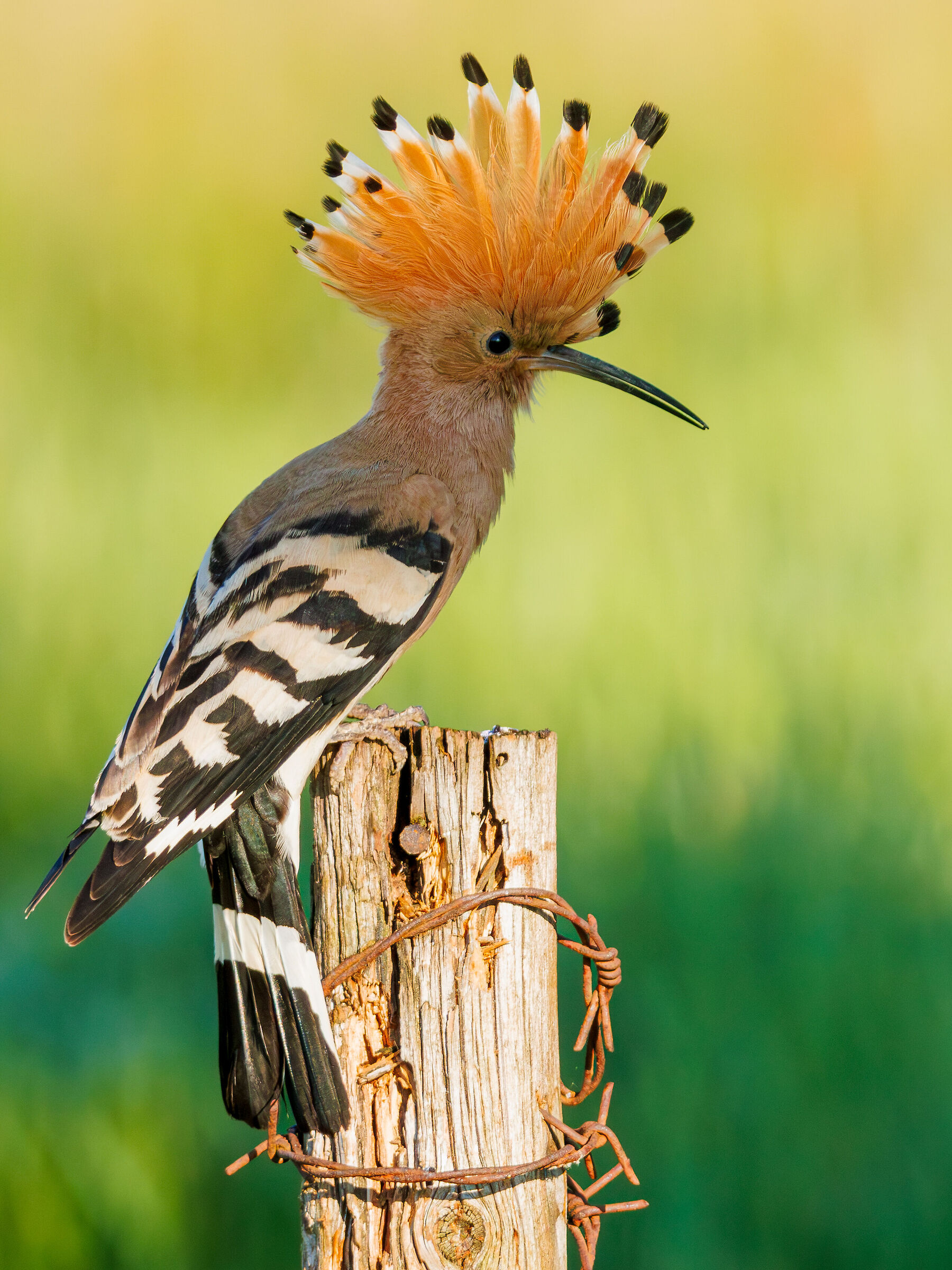 Upupa