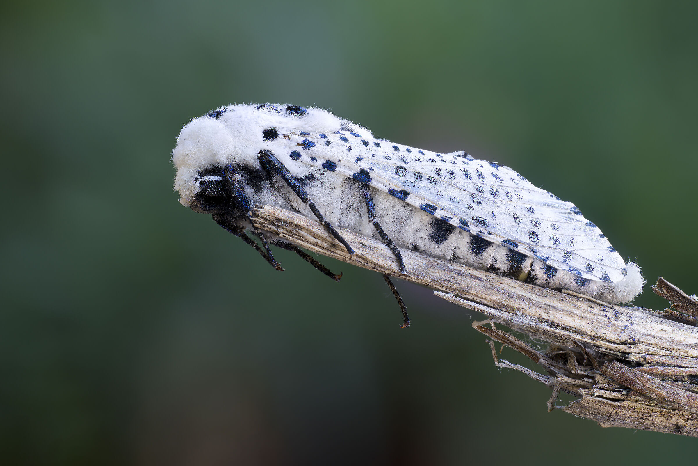 Leopard Moth (Zeuzera pyrina)