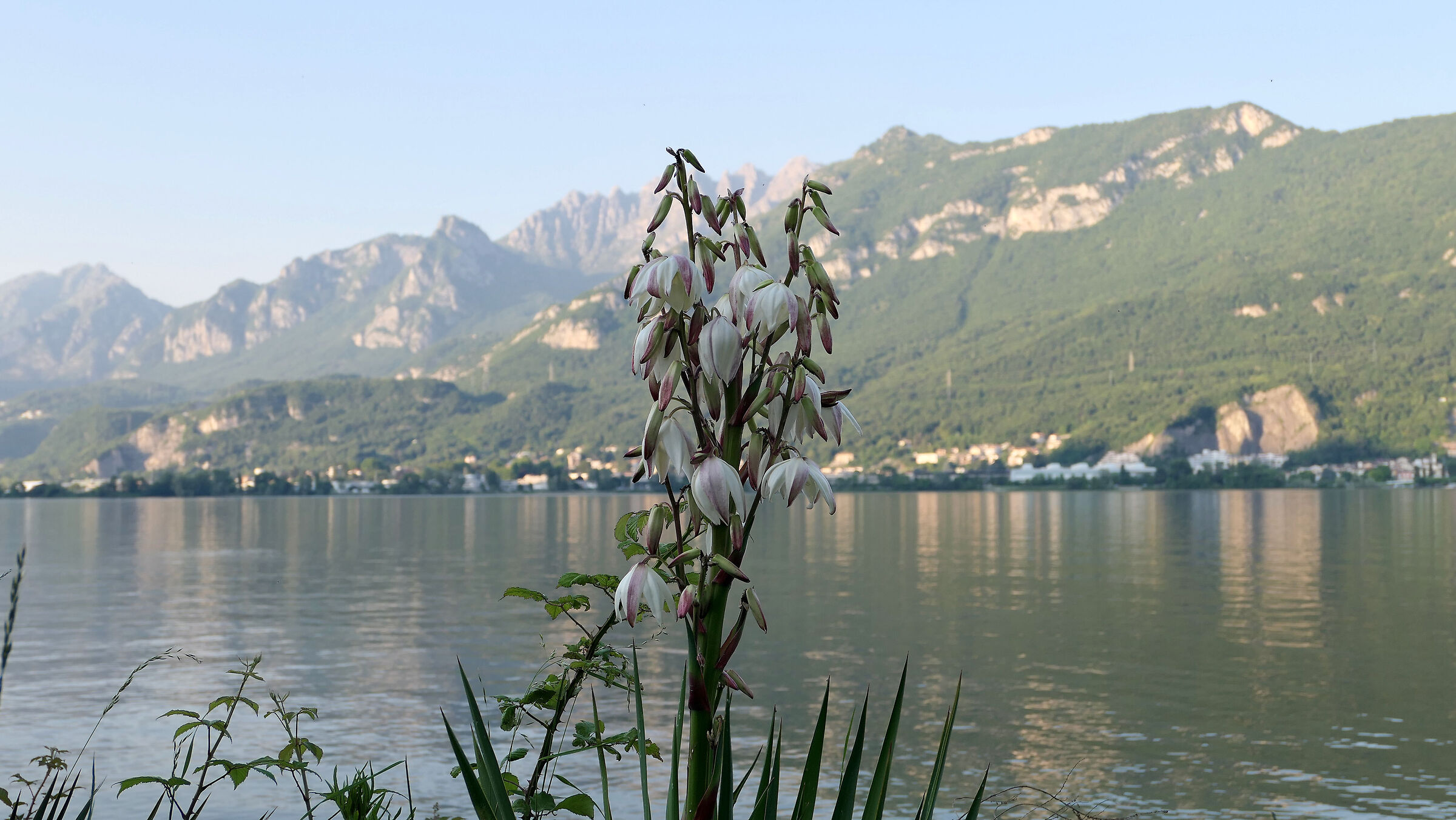 Lago di Garlate, fiore di Yucca