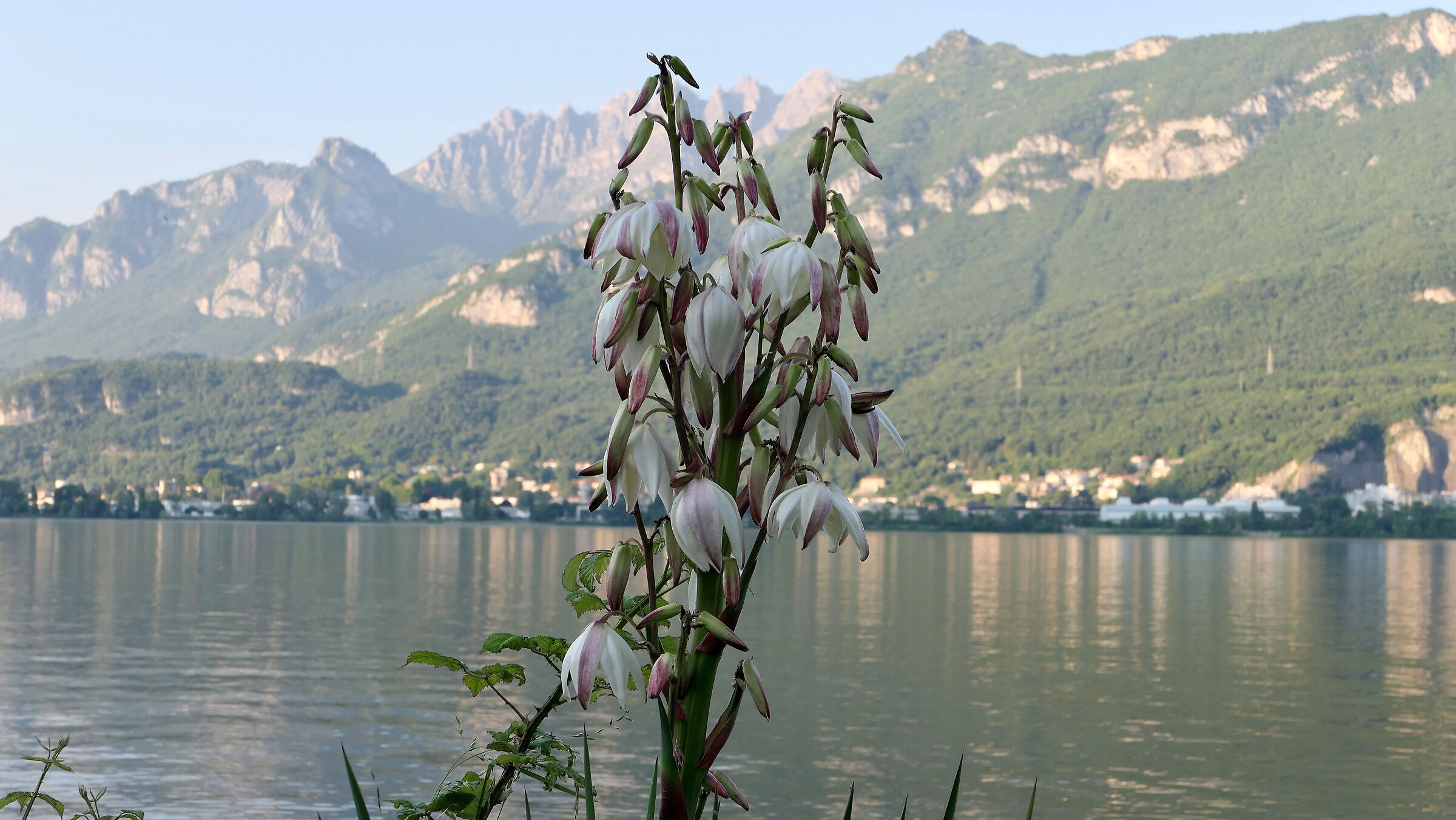 Lago di Garlate, fiore di Yucca 2