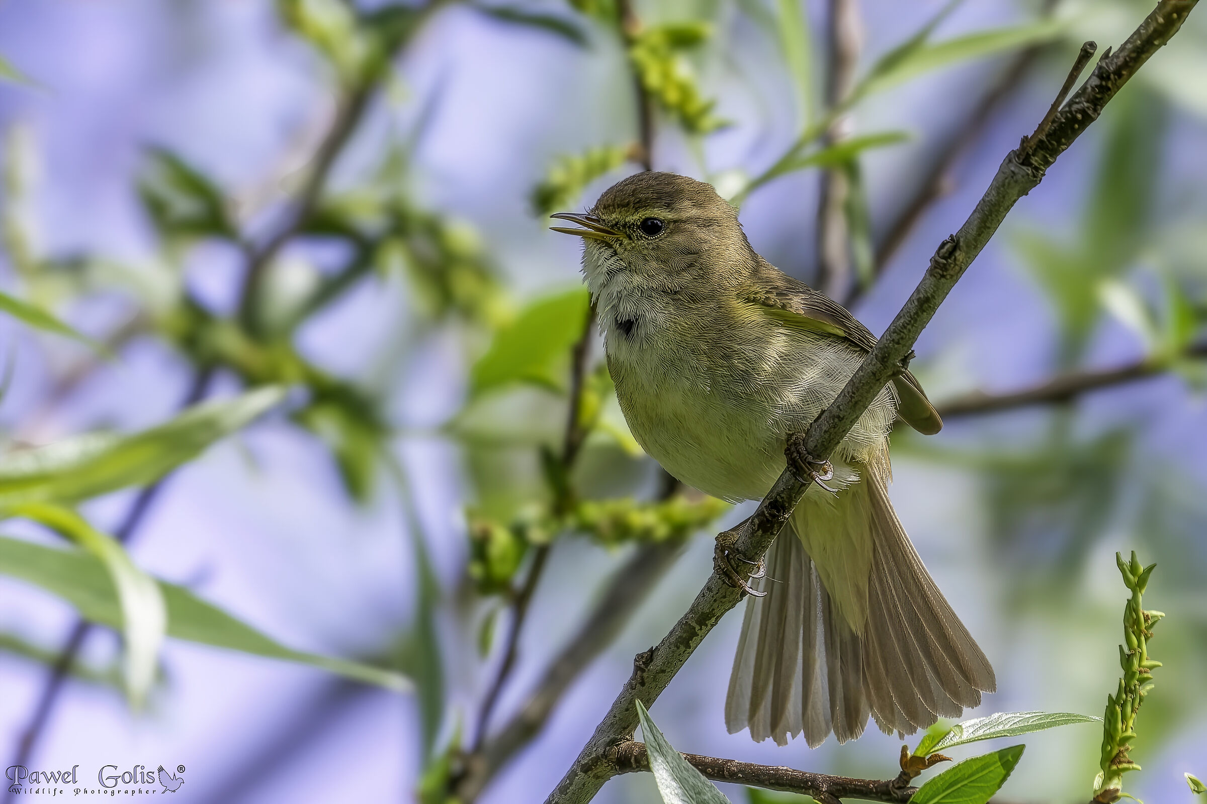 Common chiffchaaff (Phylloscopus collybita)