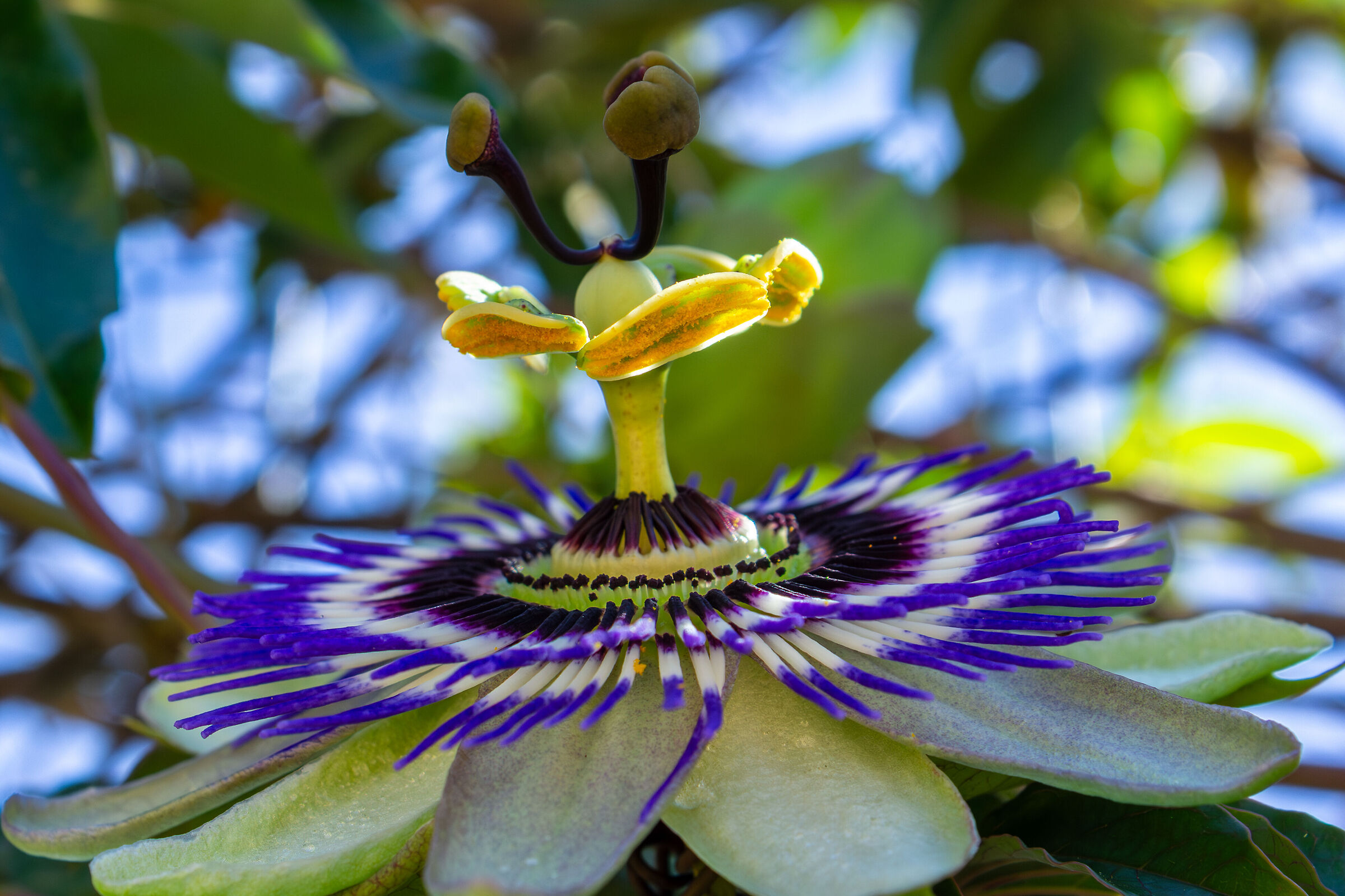 Passiflora2