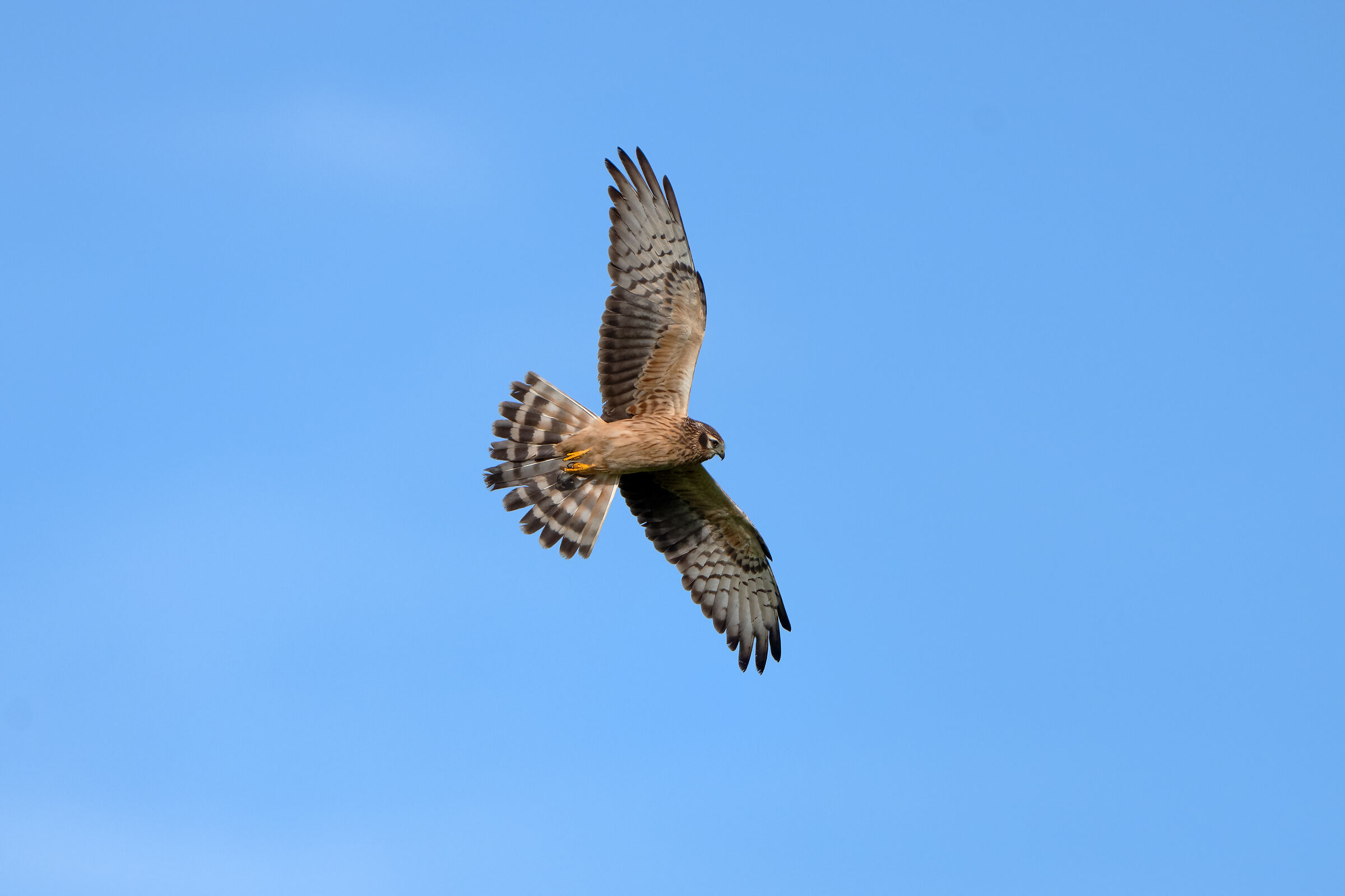 Montagu's Harrier in golden light
