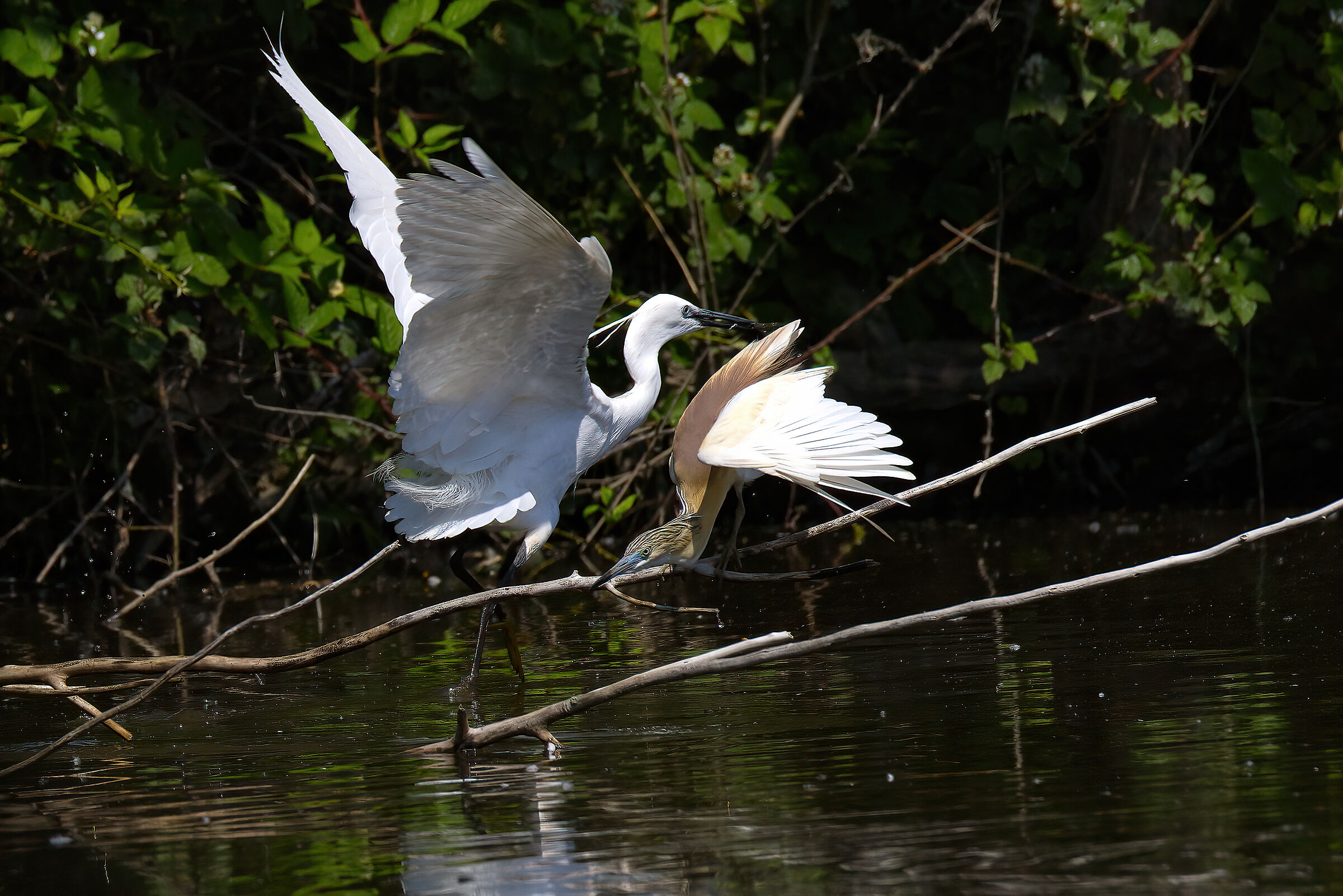 Ardeid Fight