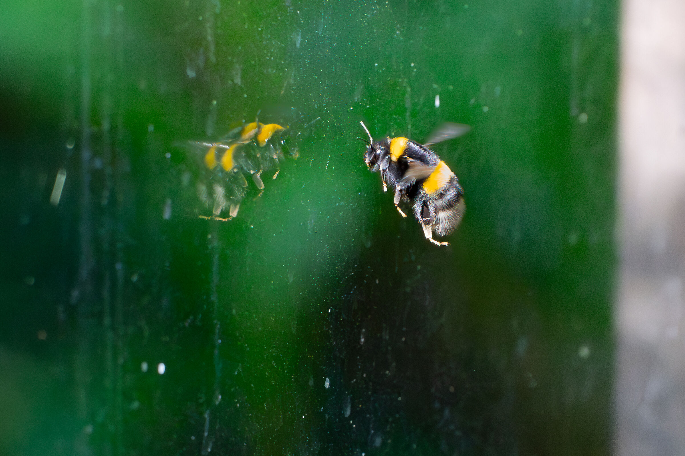 Reflected Bumblebee