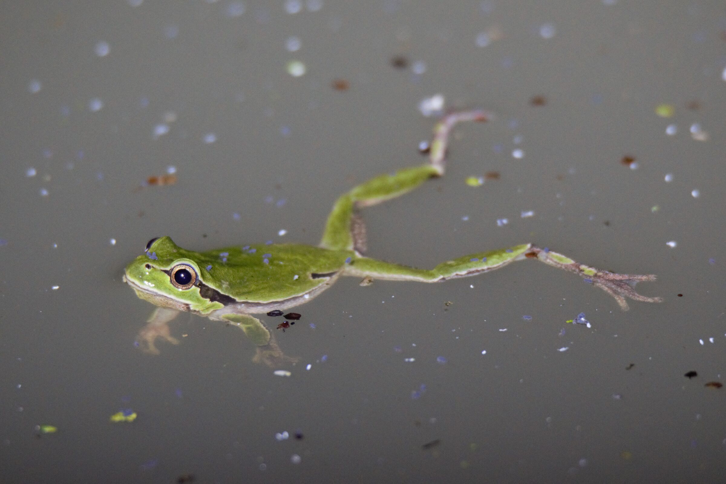 Tree frog in water