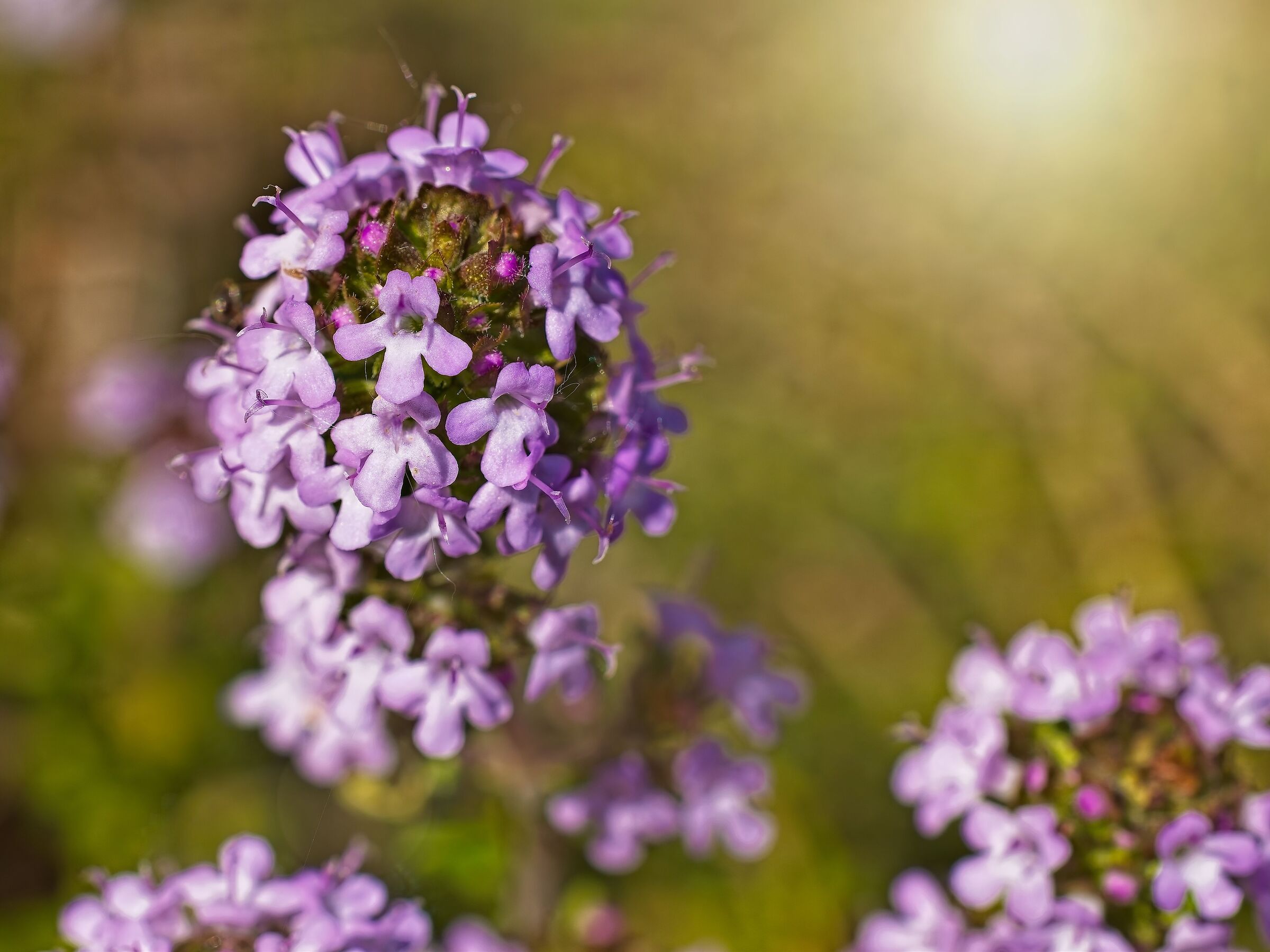 Thyme