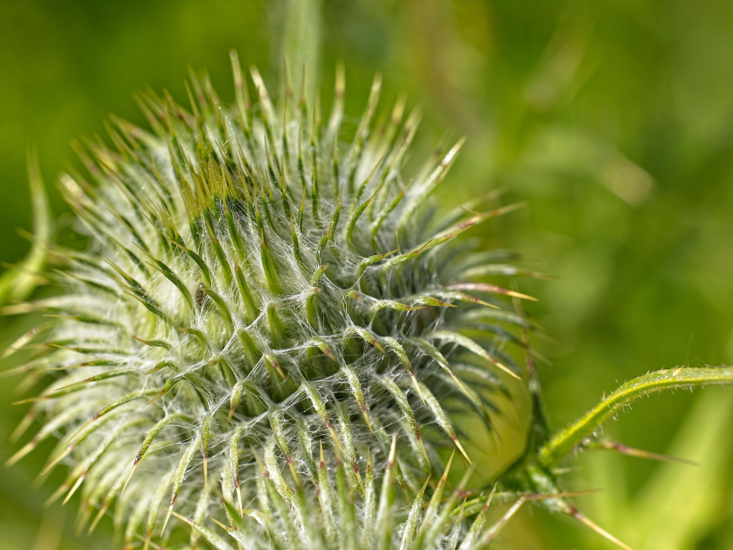 Spear thistle