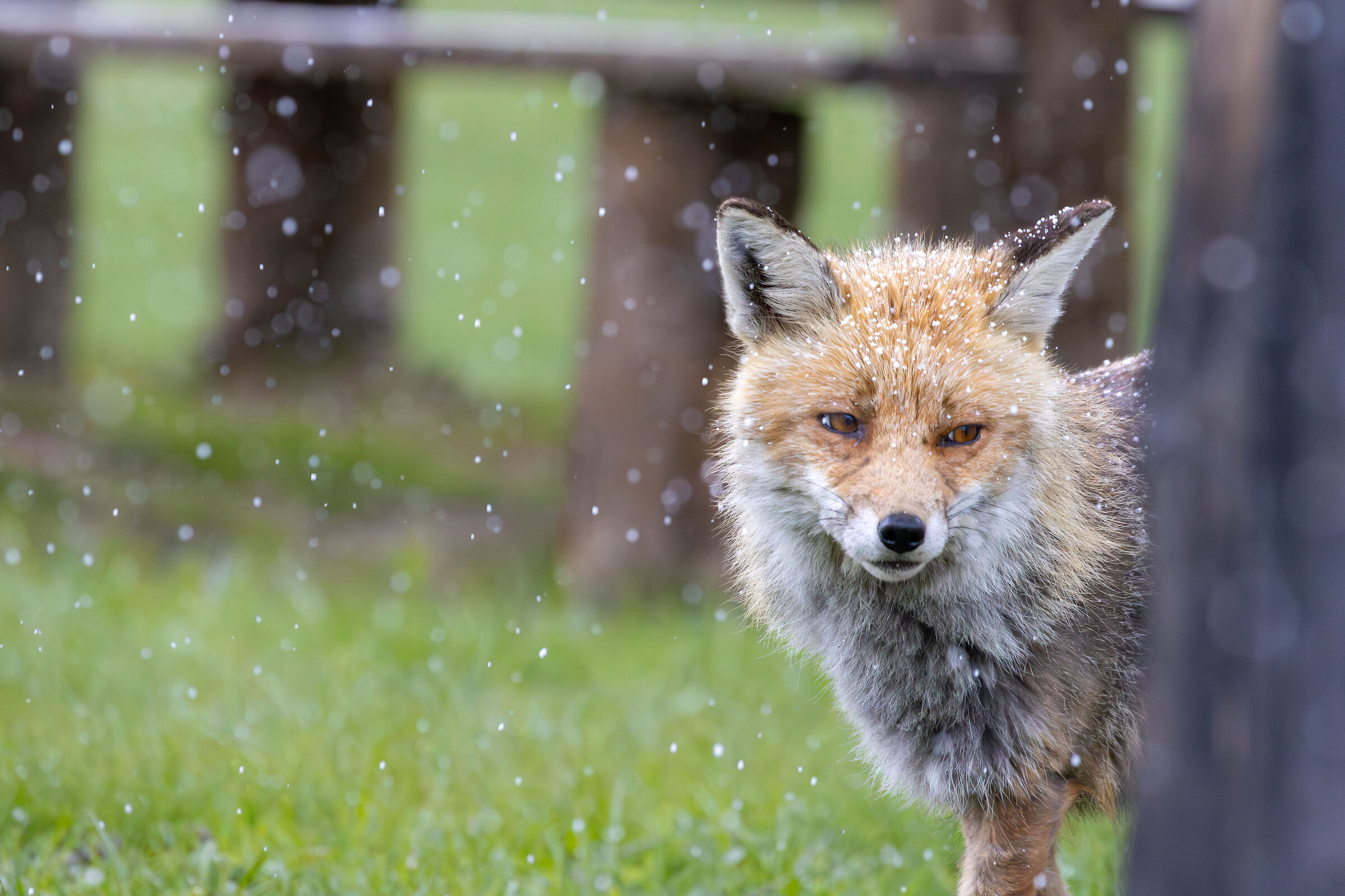 The fox and the snow