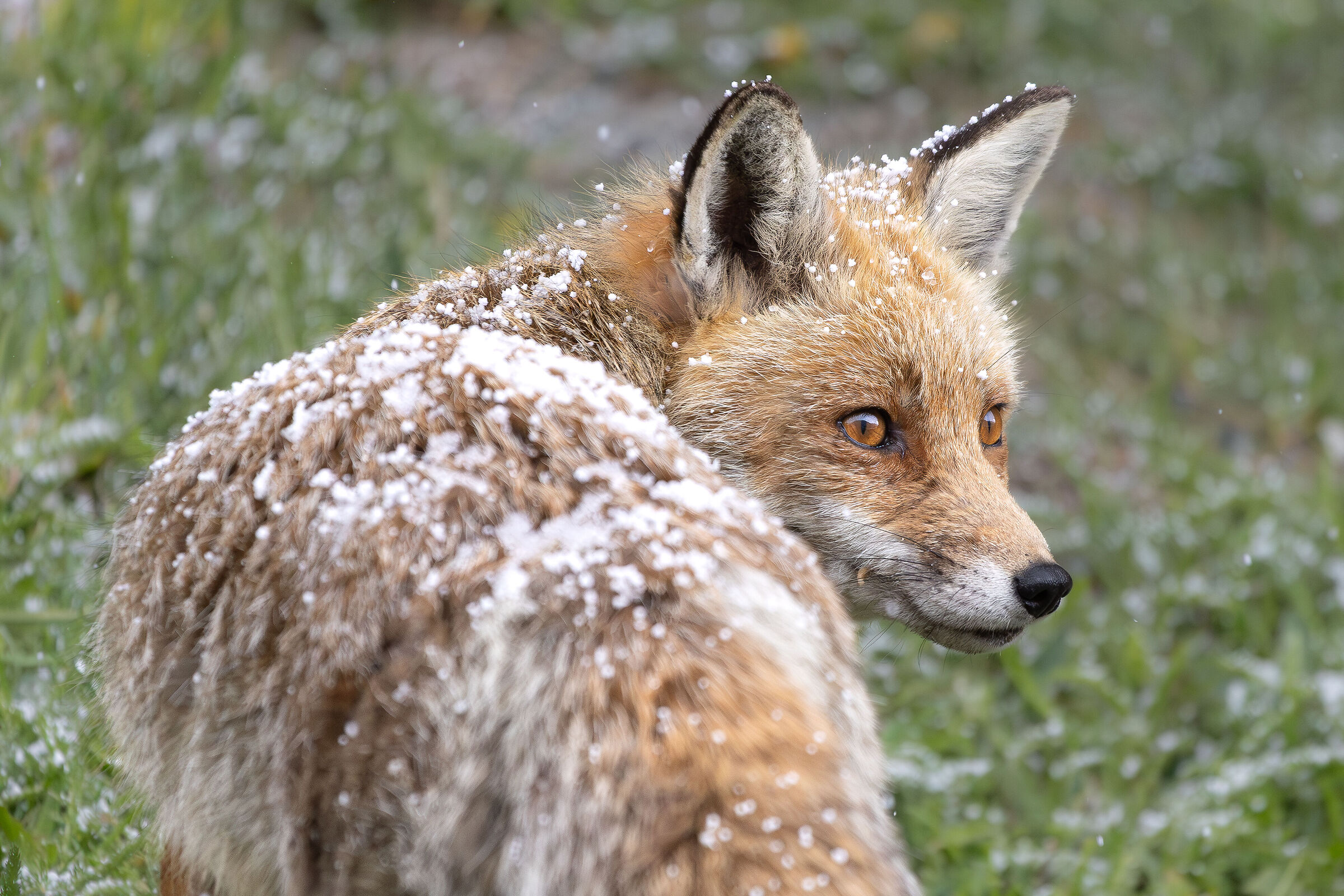 The fox and the snow