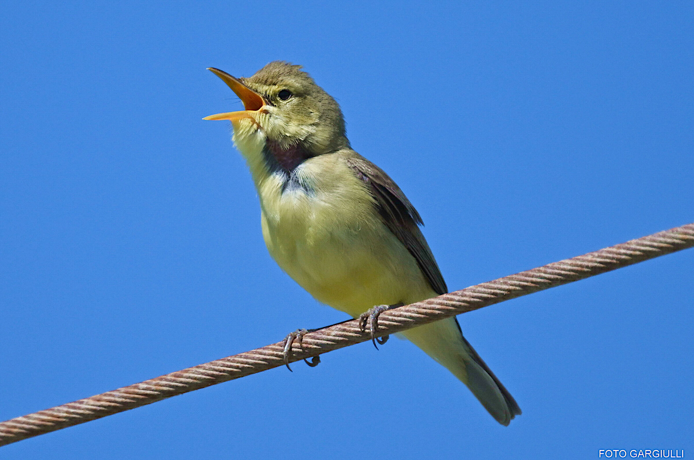 Male Common Hemp