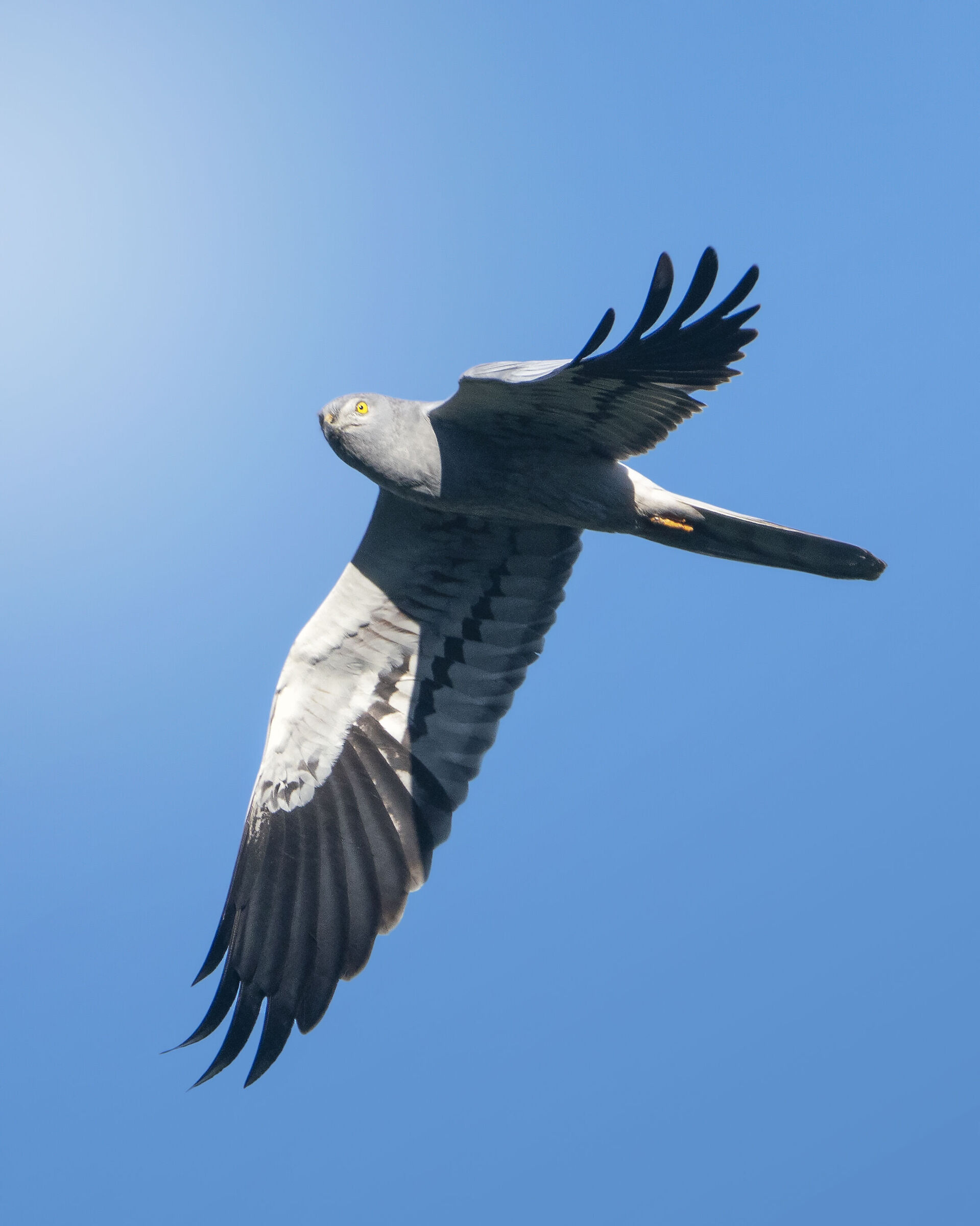 Hen Harrier