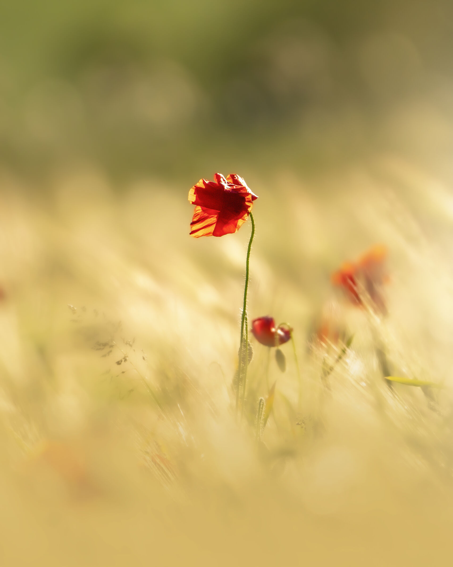 Minimal Poppy
