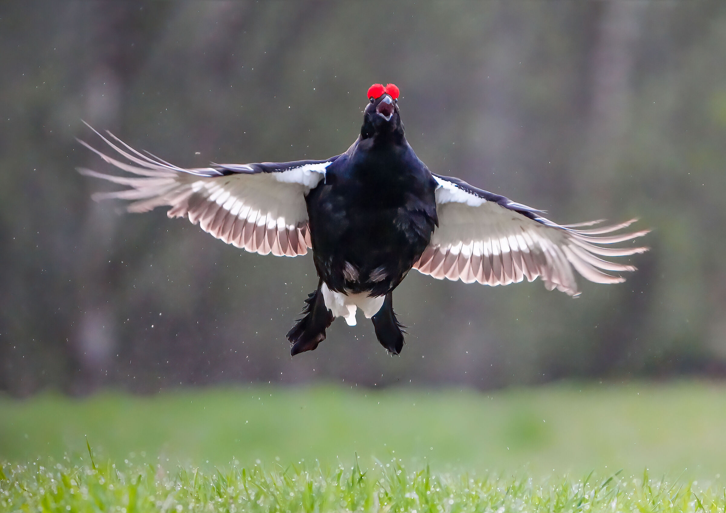 Il volo del Gallo forcello