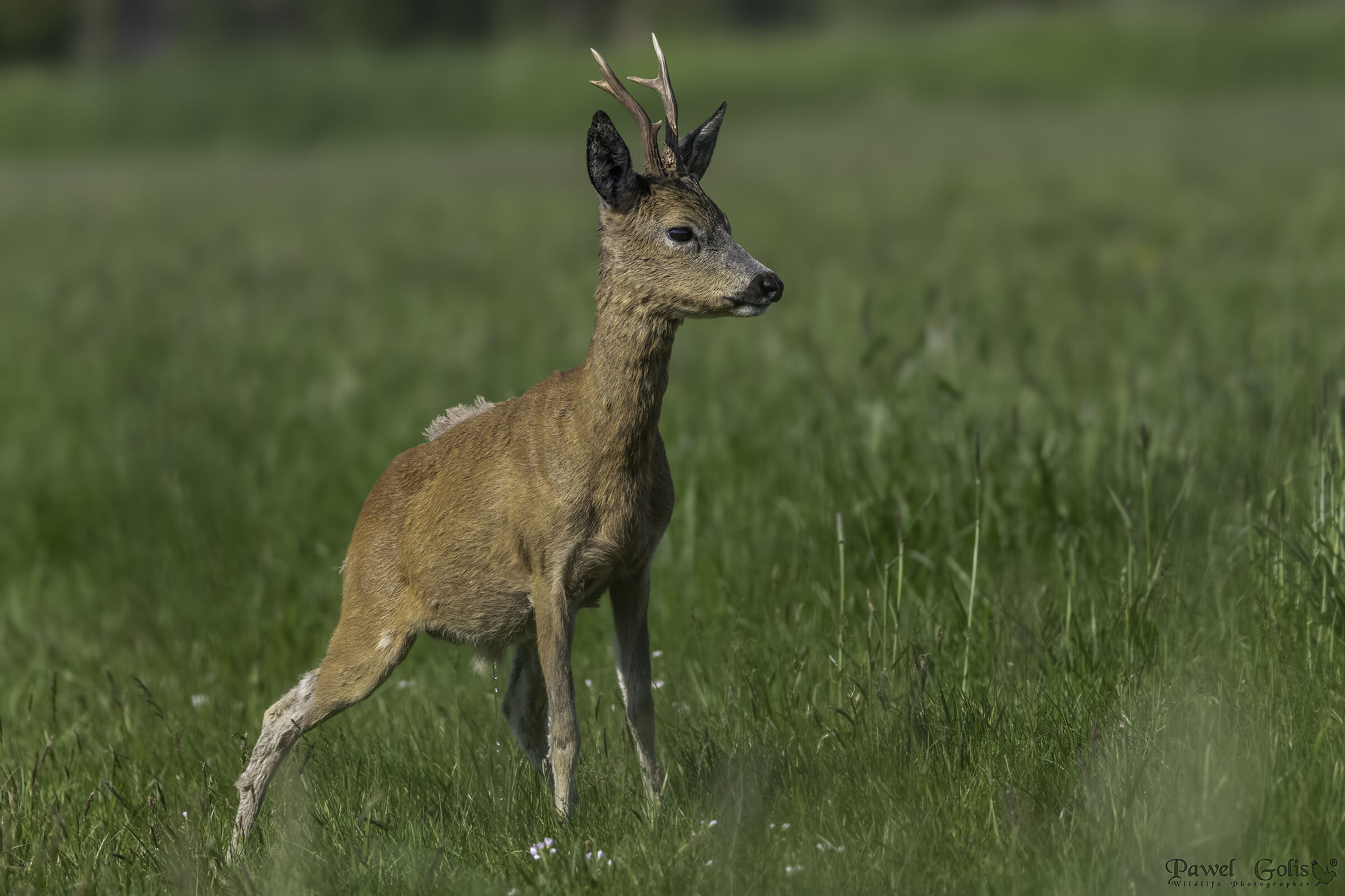 Capreolus capreolus (Capreolus capreolus)
