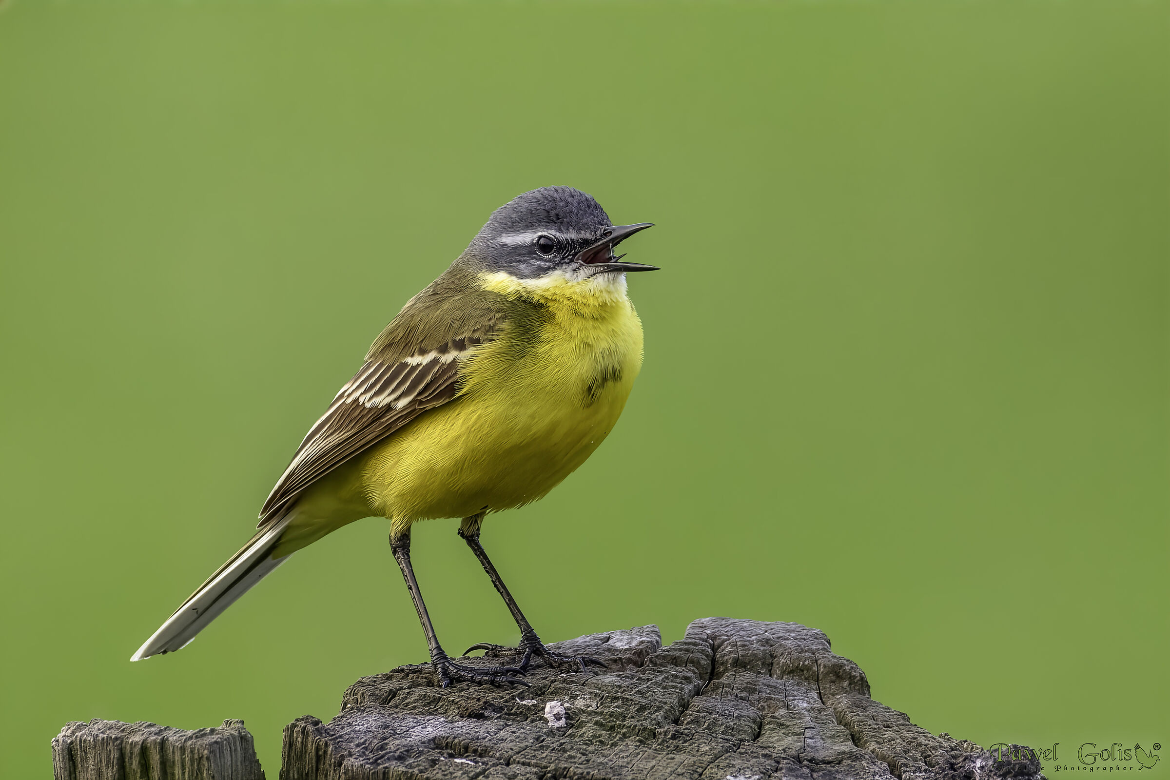 Yellow wagtail (Motacilla flava)