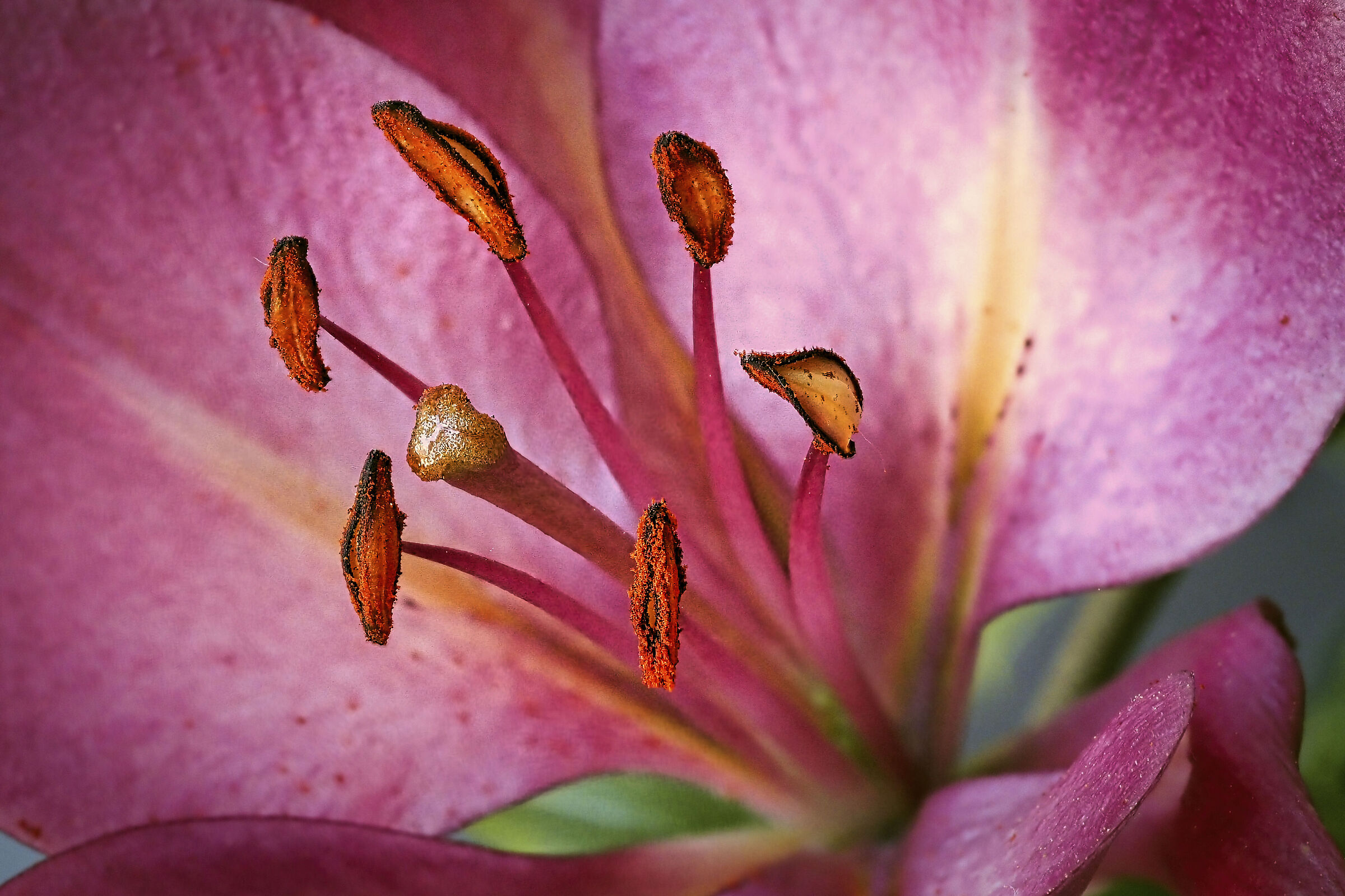 lilium